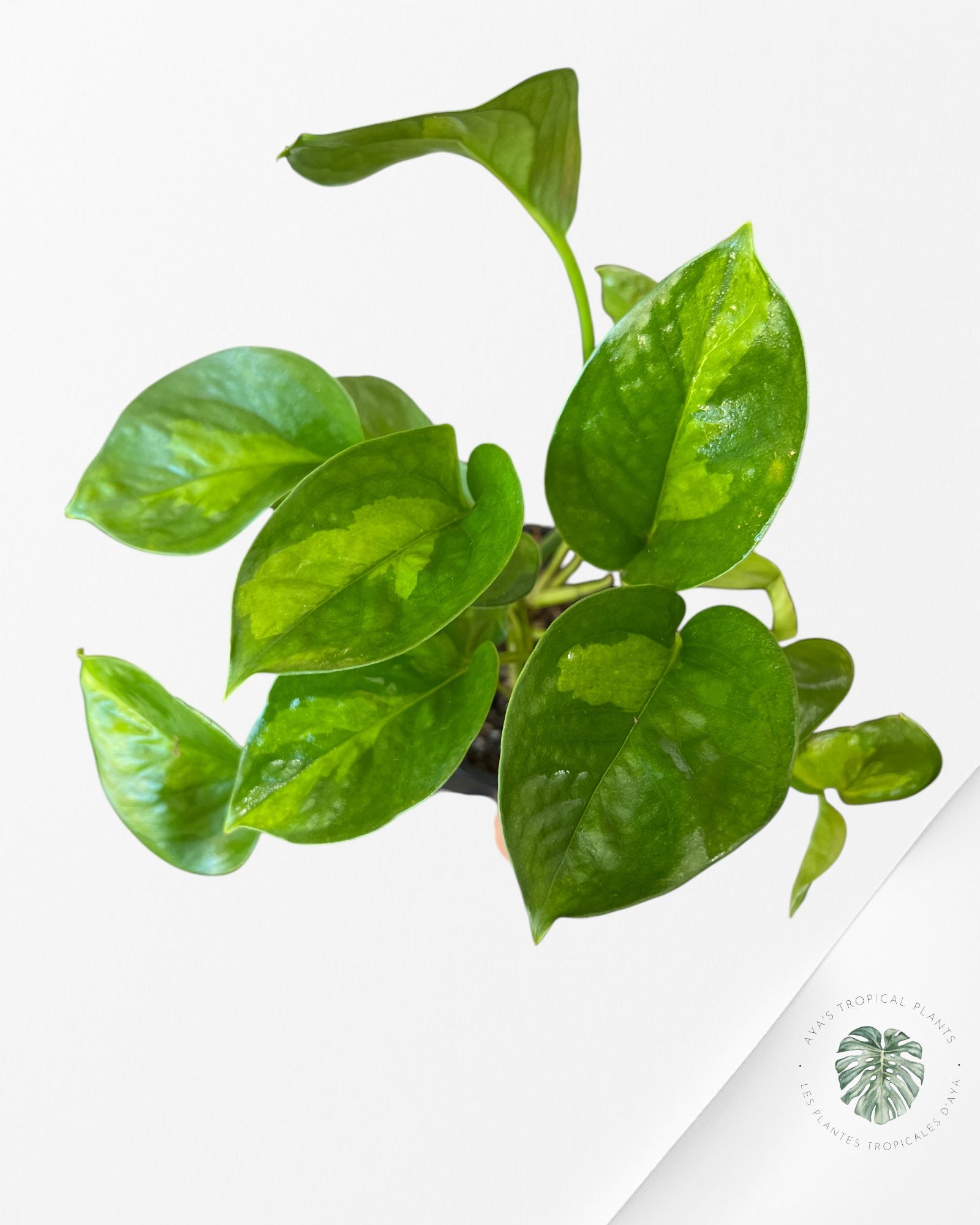 Global Green Pothos A