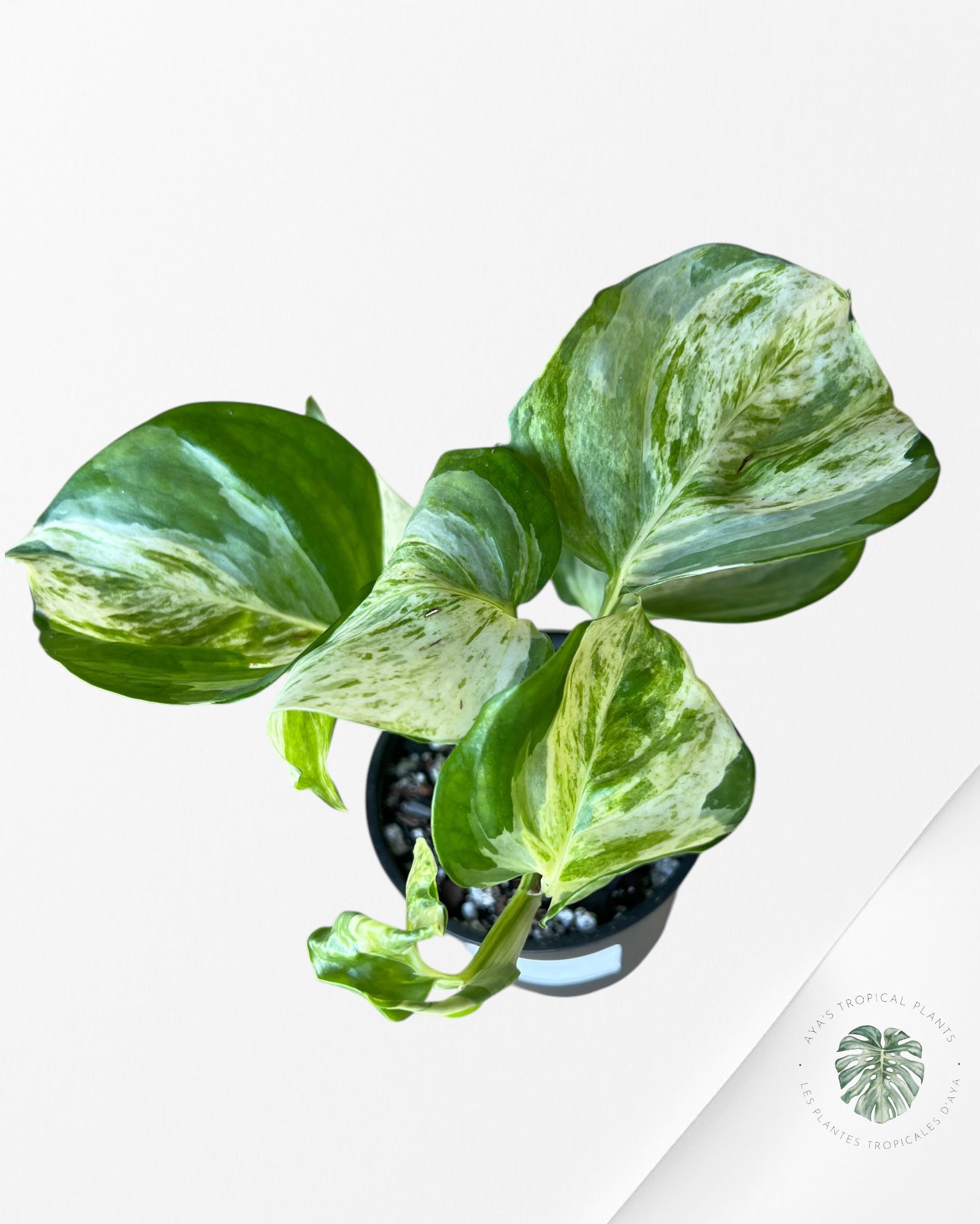 Pothos 'Manjula'-A