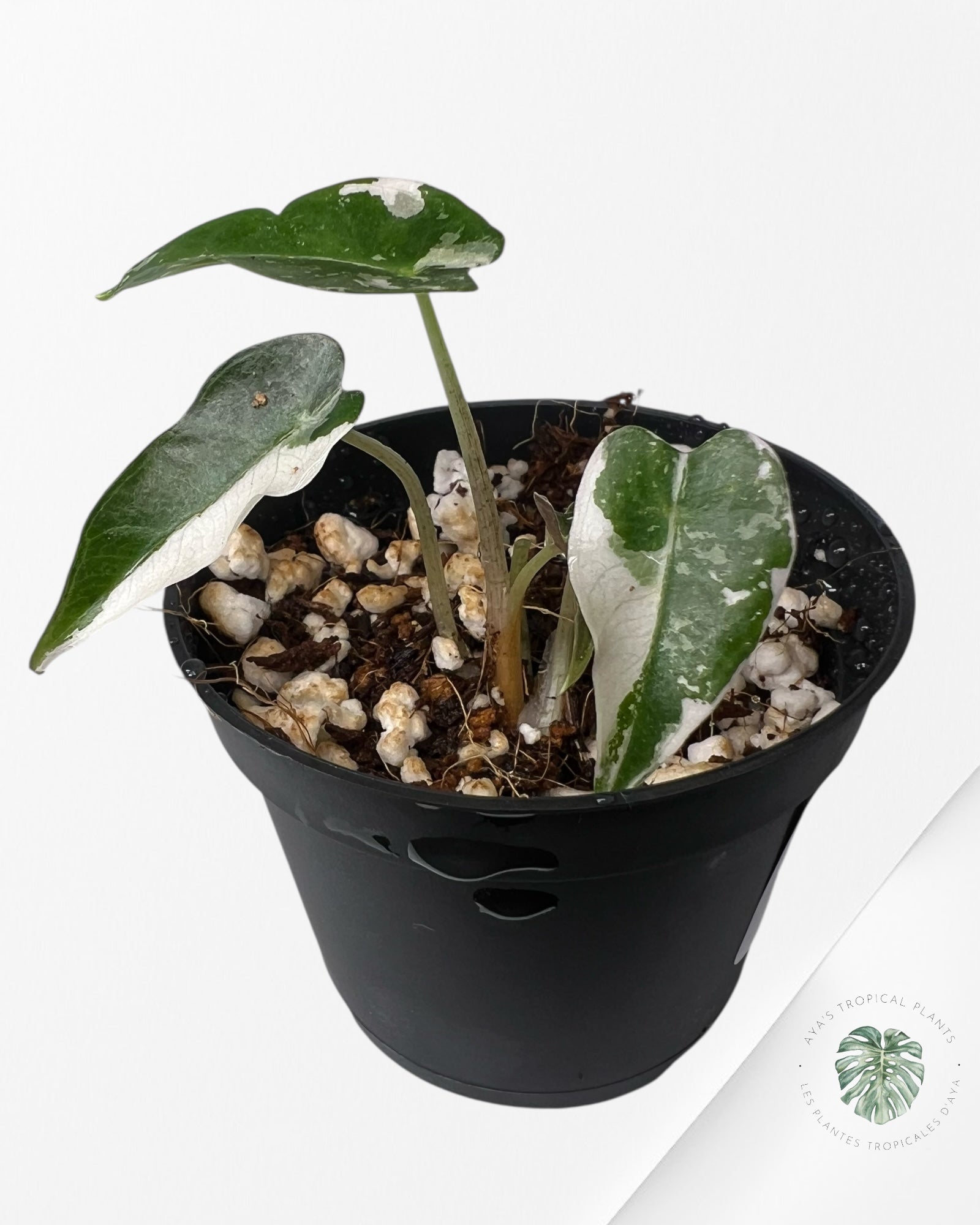Alocasia Bambino Variegated (pink) - 5