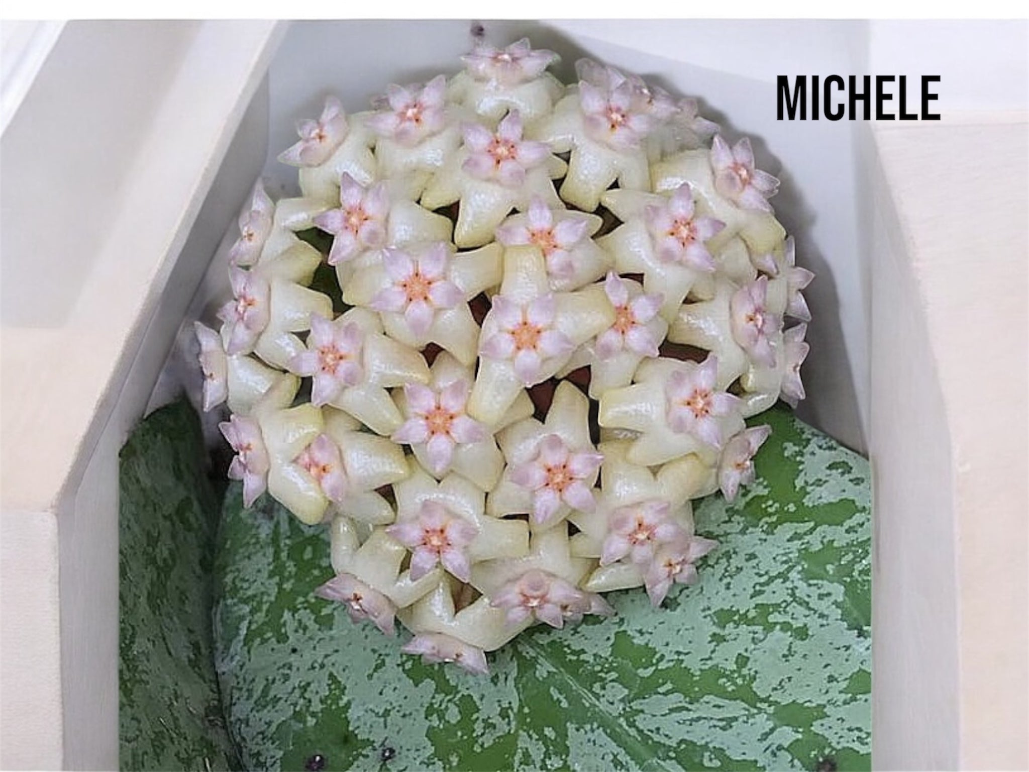 Hoya Michele HM01