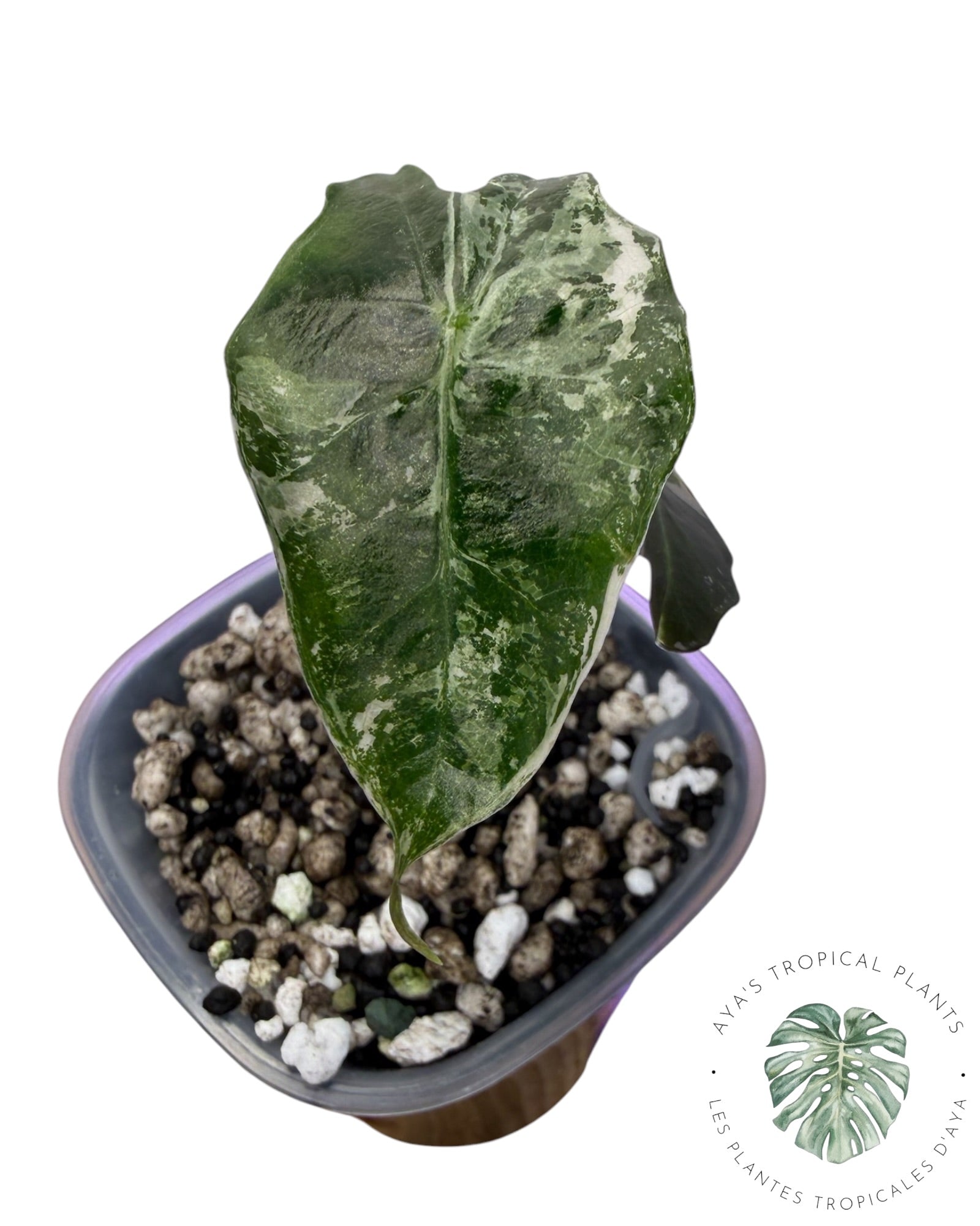 Alocasia Polly Pink Snowflake