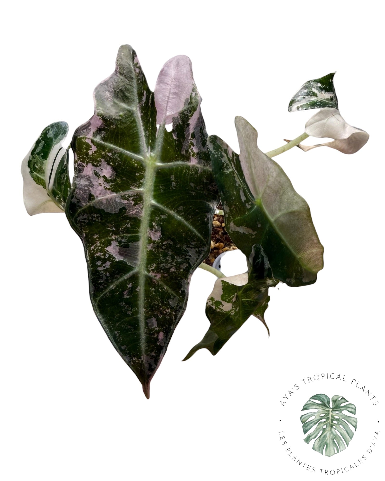 Alocasia Polly Pink Snowflake