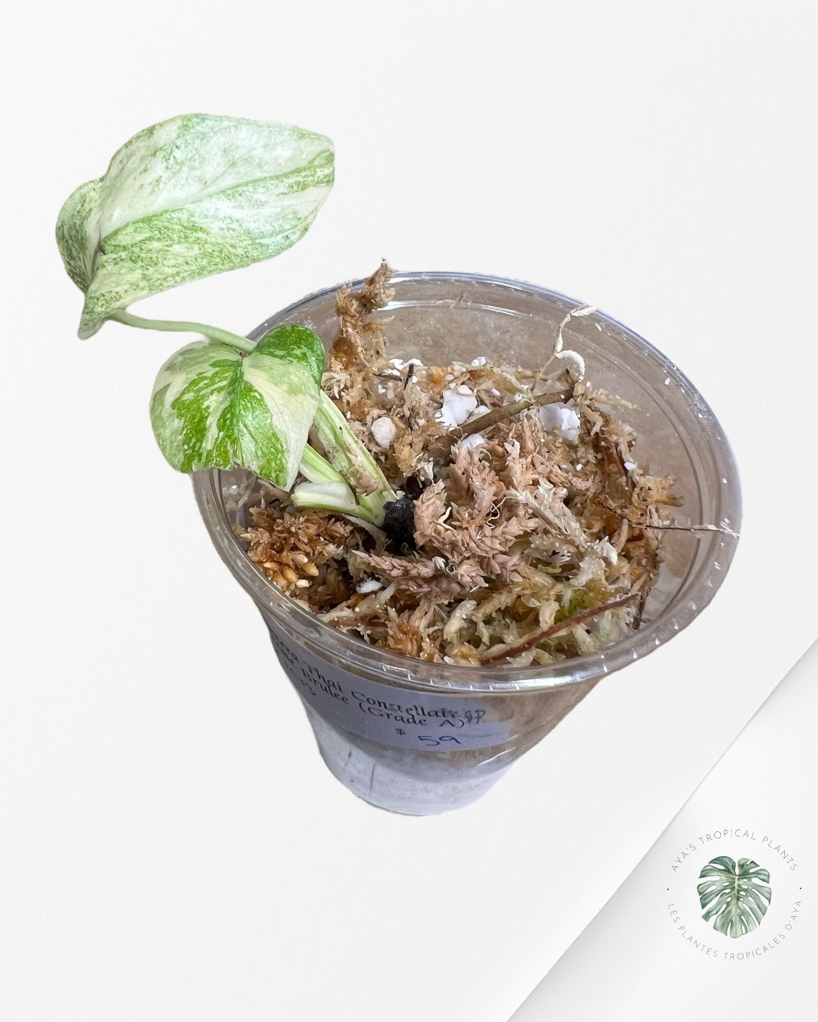 Monstera Thai Constellation Creme Brûlée (Grade A) - TC33