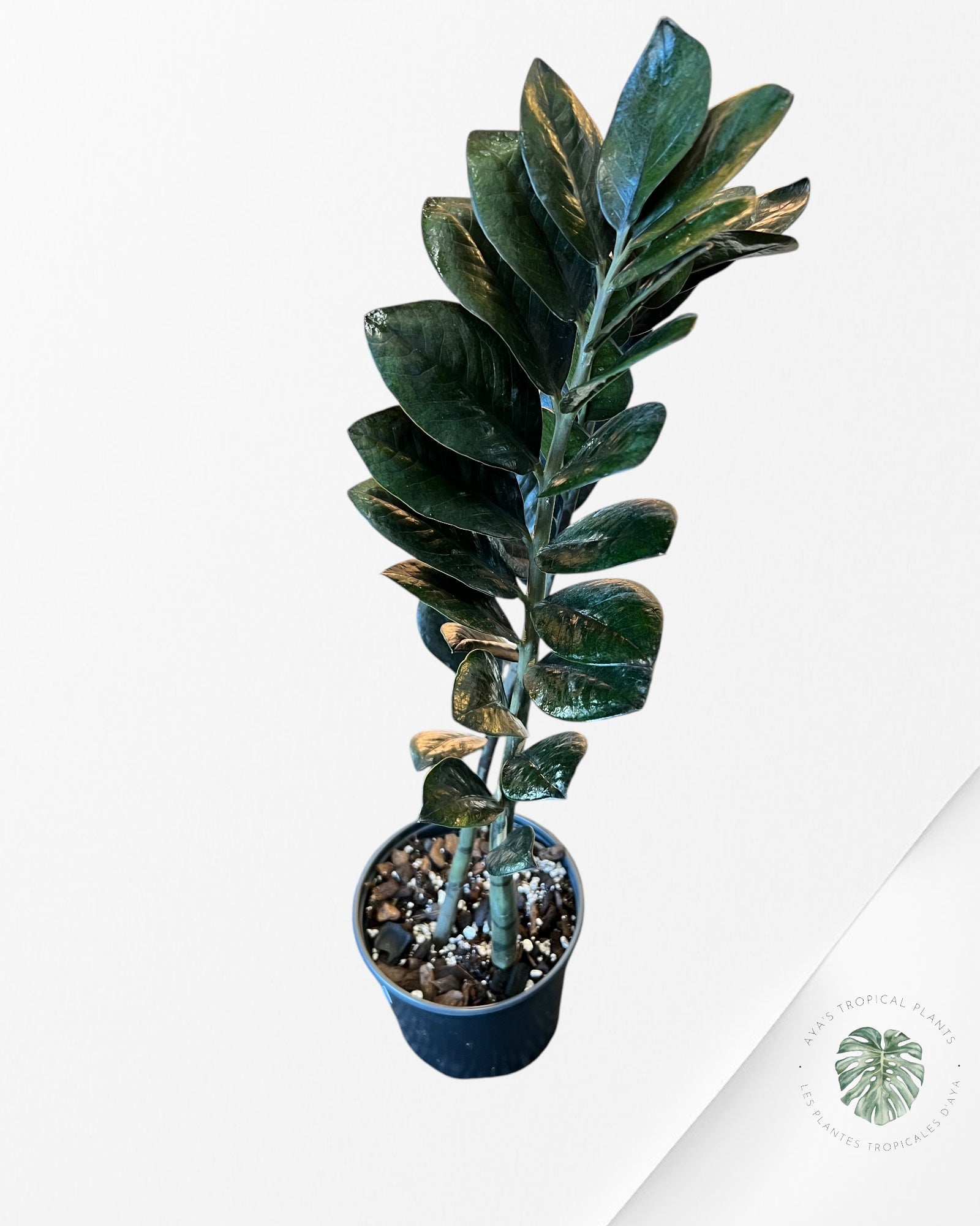 ZZ Nova Star  Zamioculcas Zamiifolia -DD