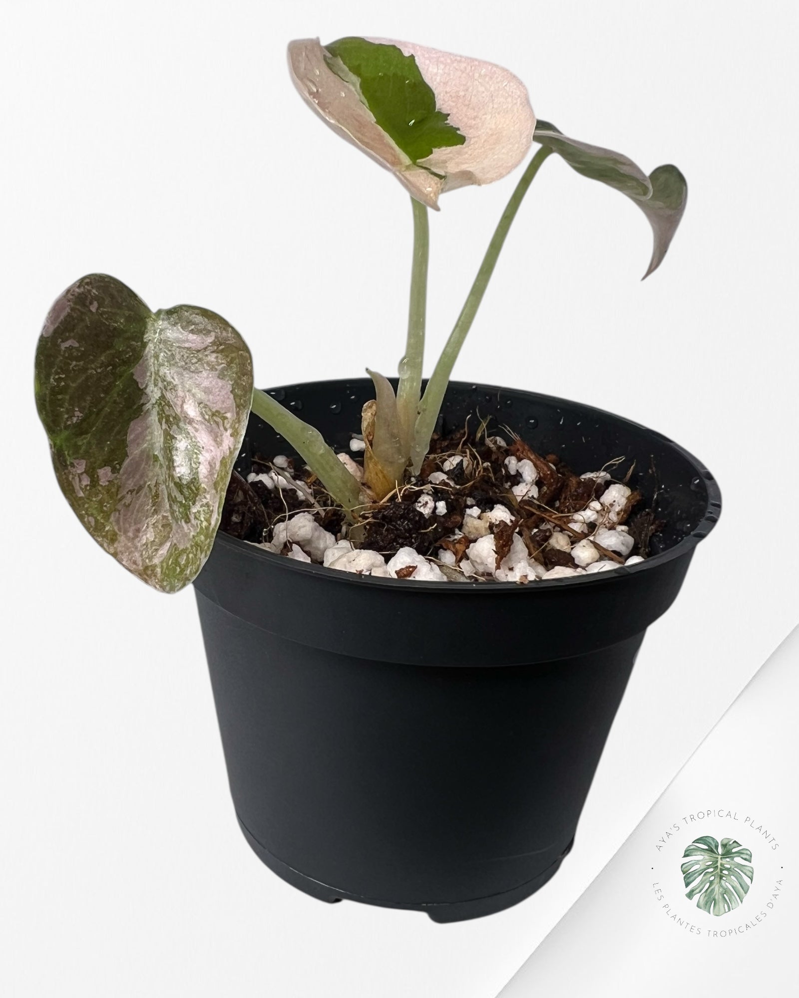 Alocasia Cuprea Pink Variegated-LF1