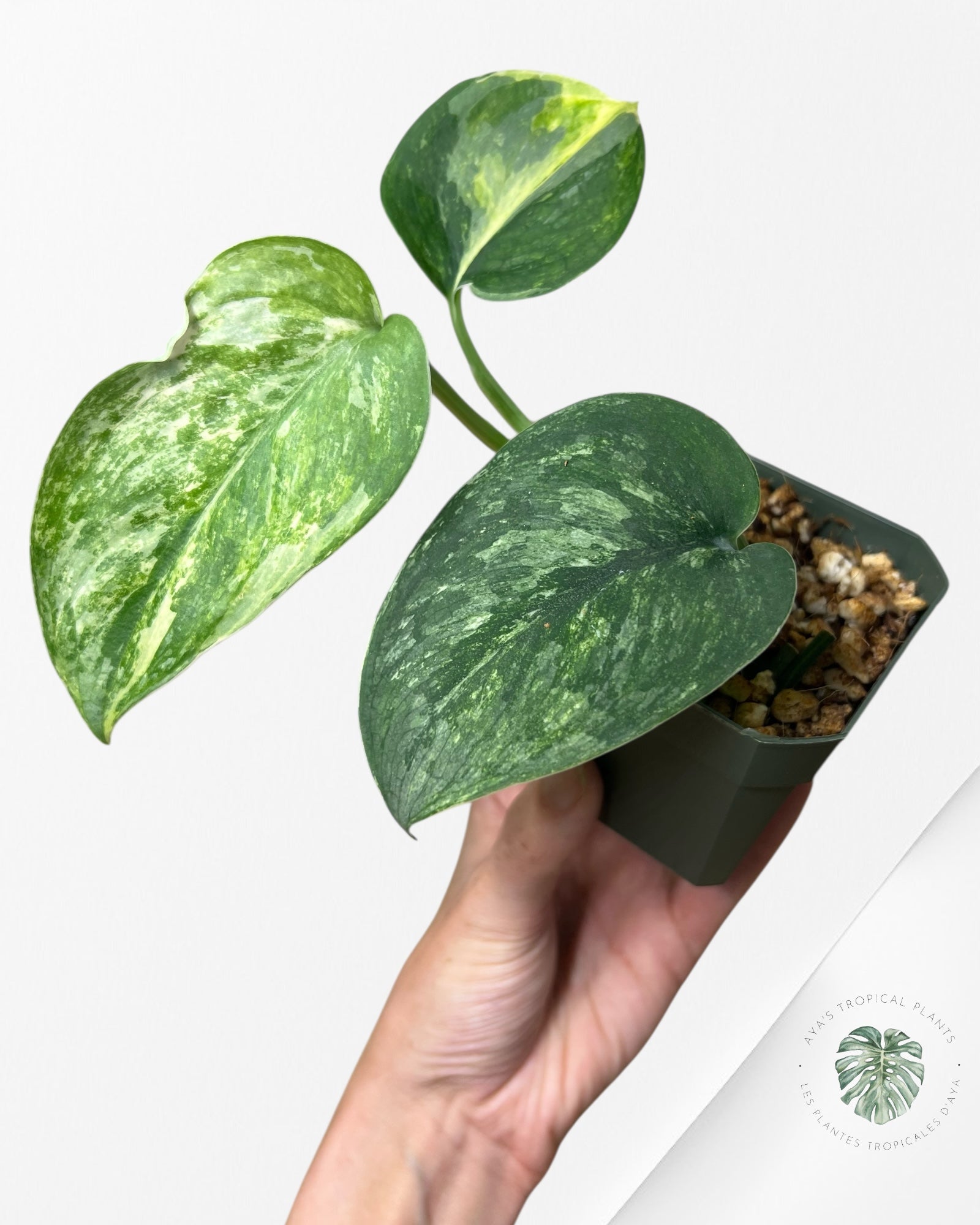 Scindapsus Parahyangan-PA