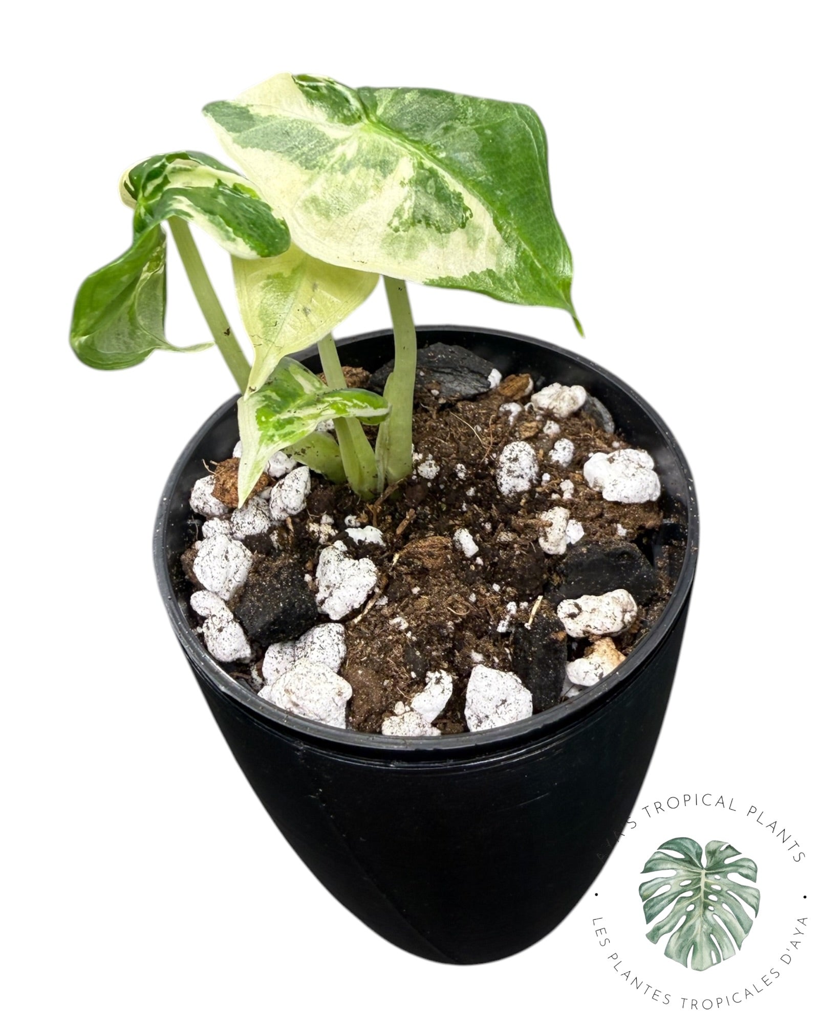 Alocasia Sarian Albo