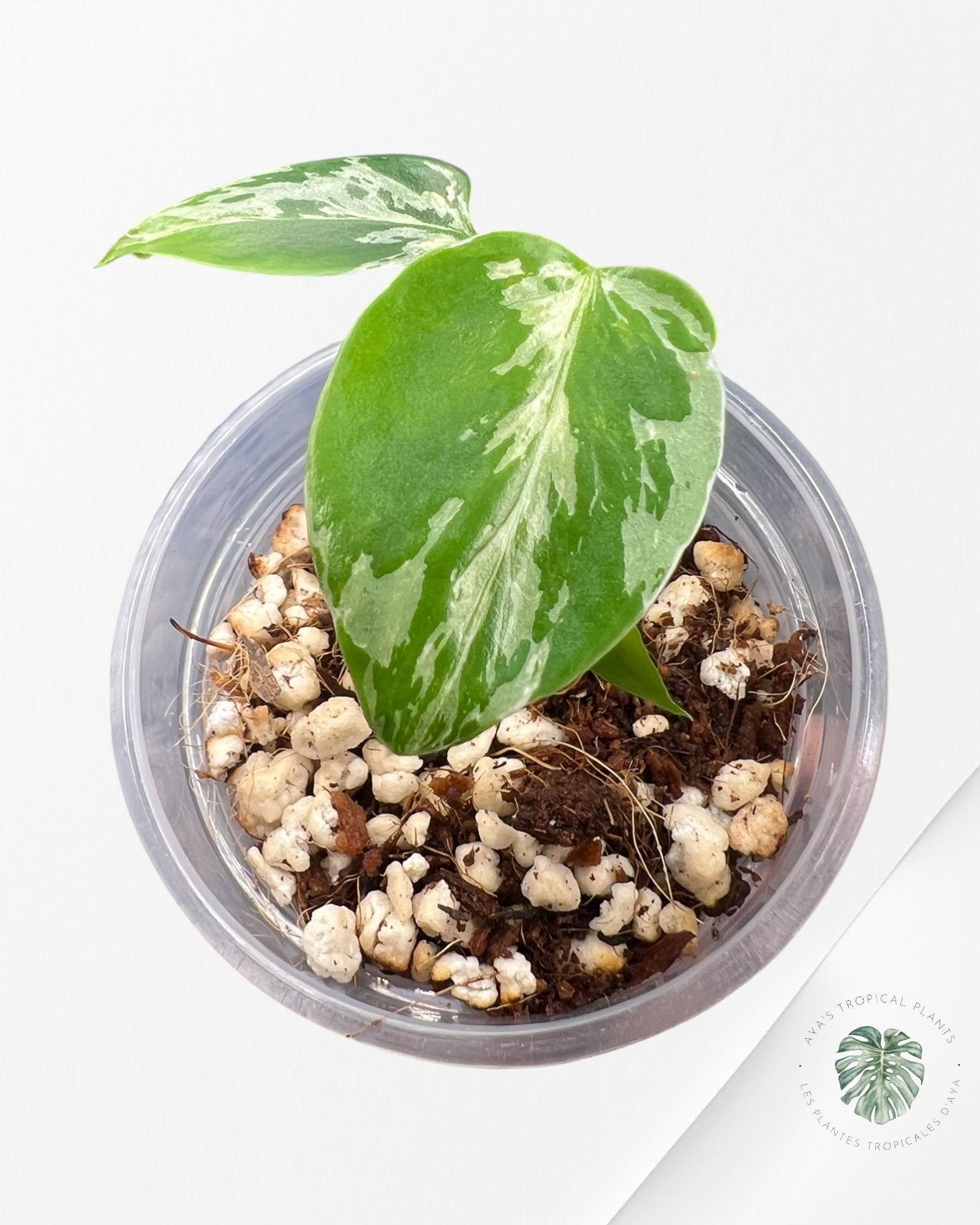 Monstera Deliciosa Bulbasaur