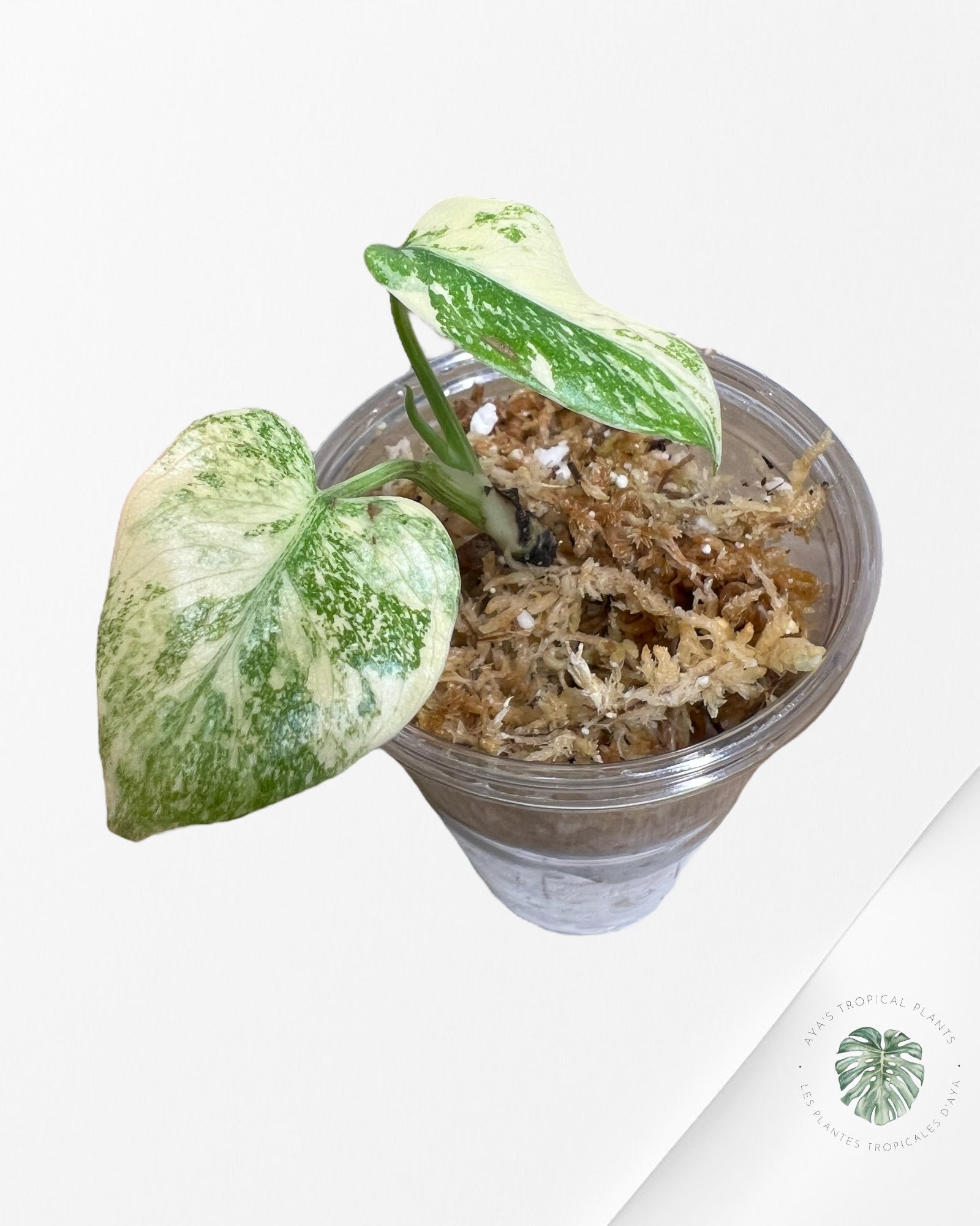 Monstera Thai Constellation Creme Brûlée (Grade A) - TC9