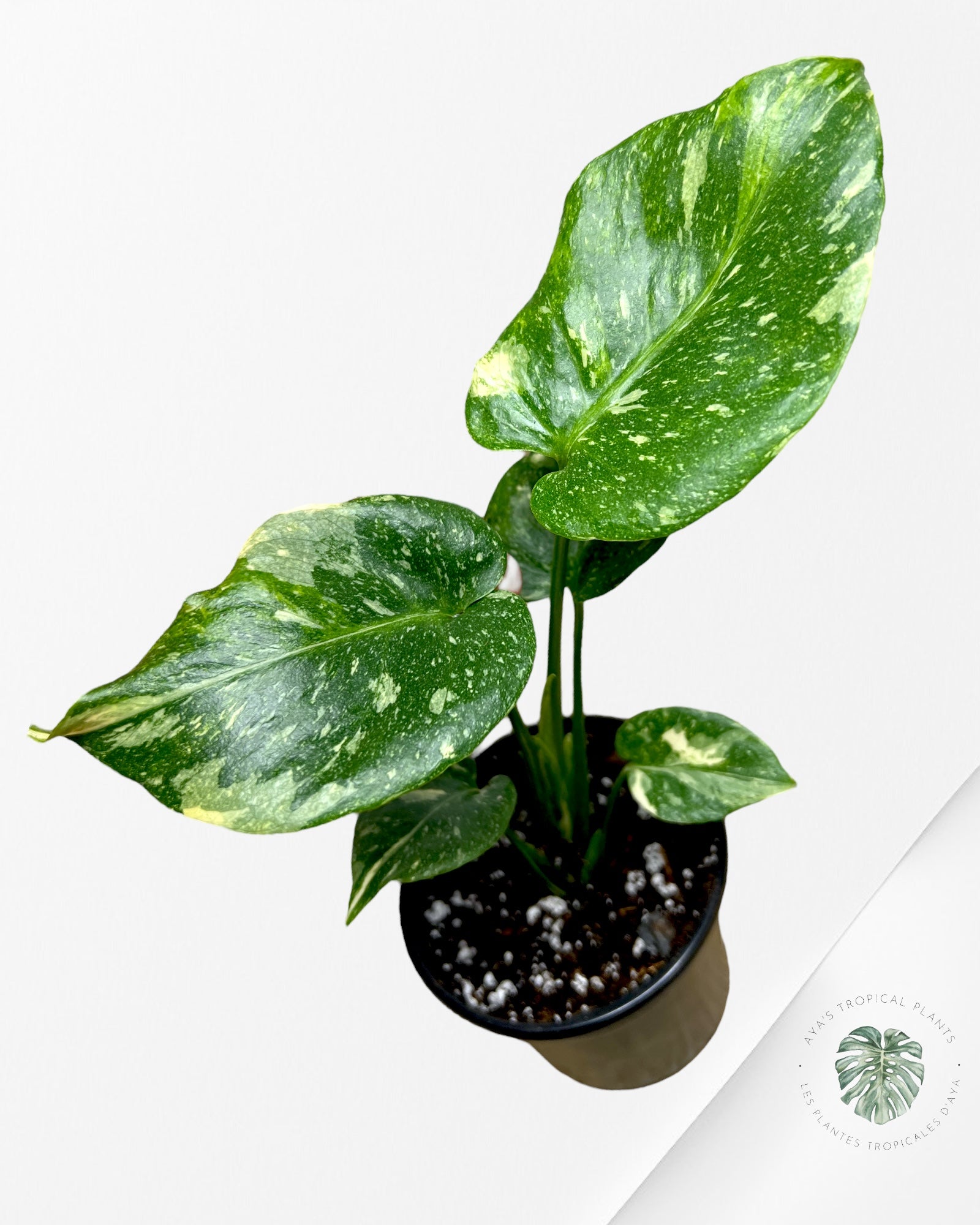 Monstera Miracle Tricolore-MMT2