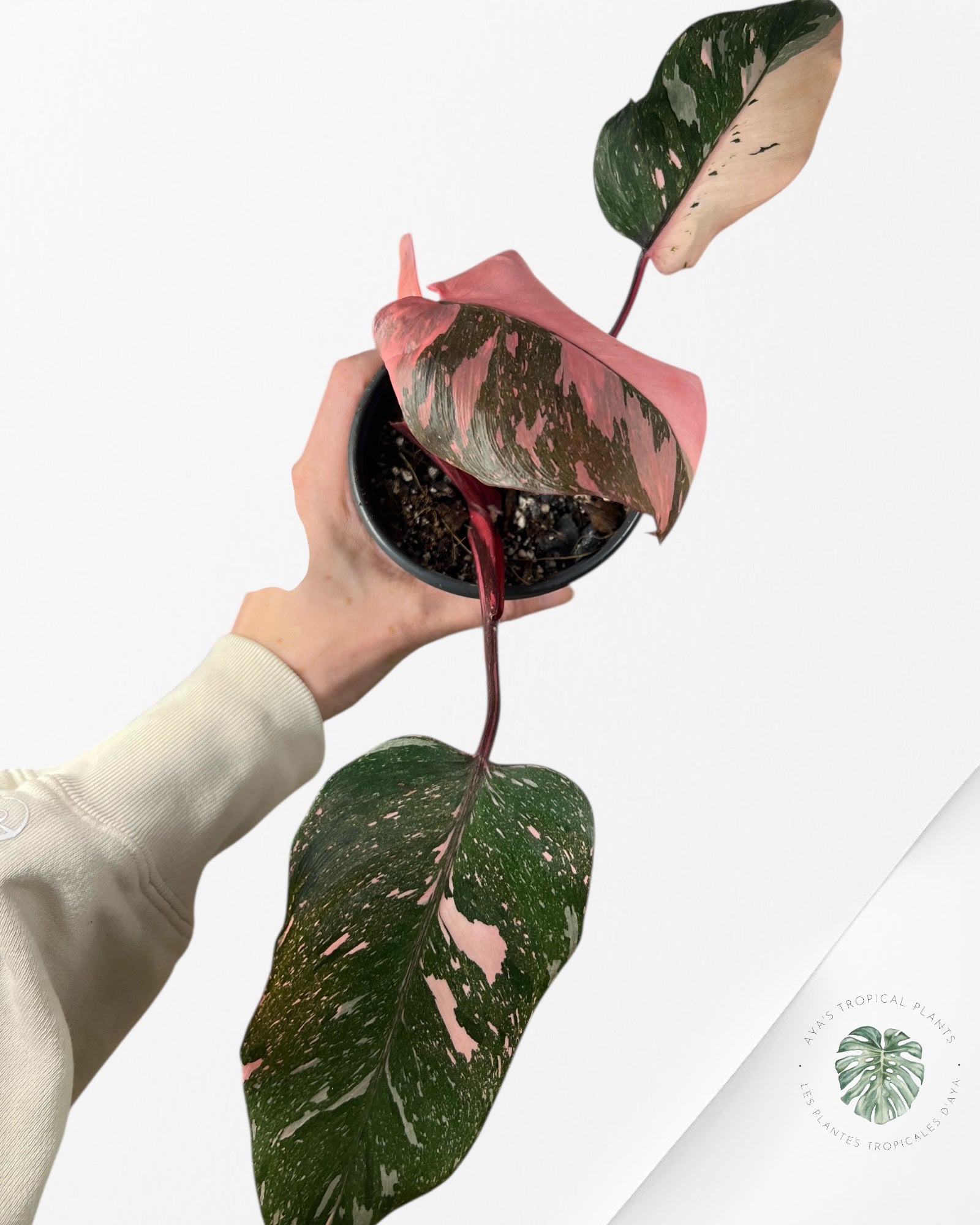 Philodendron Pink Galaxy - T7