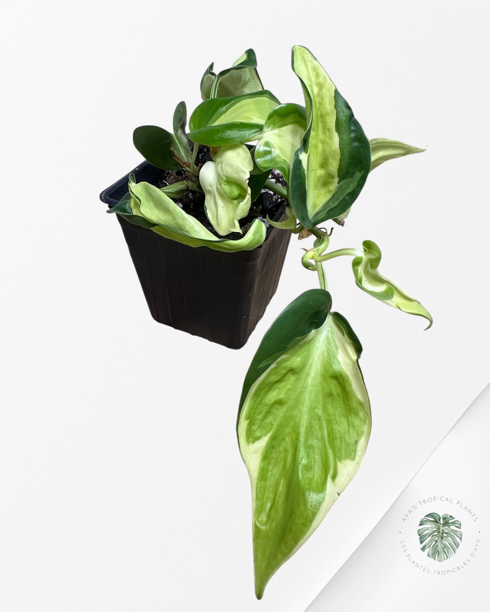Philodendron hederaceum 'Cream Splash' - F2