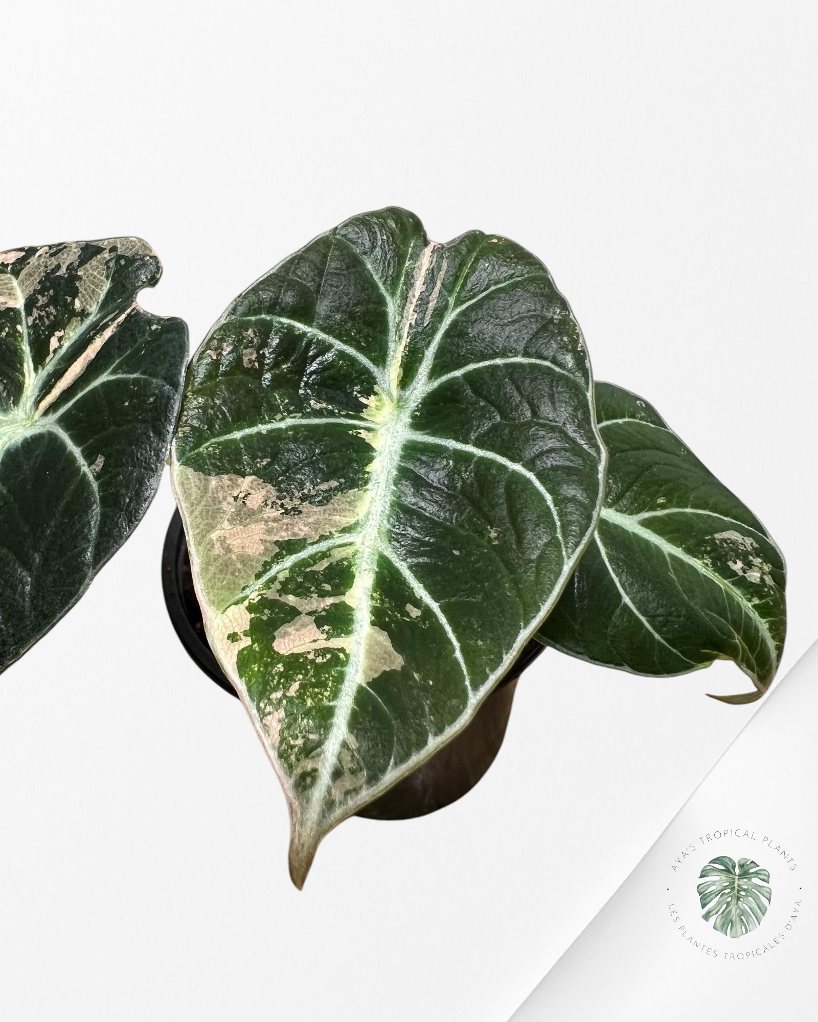 Alocasia Black Velvet Pink-G