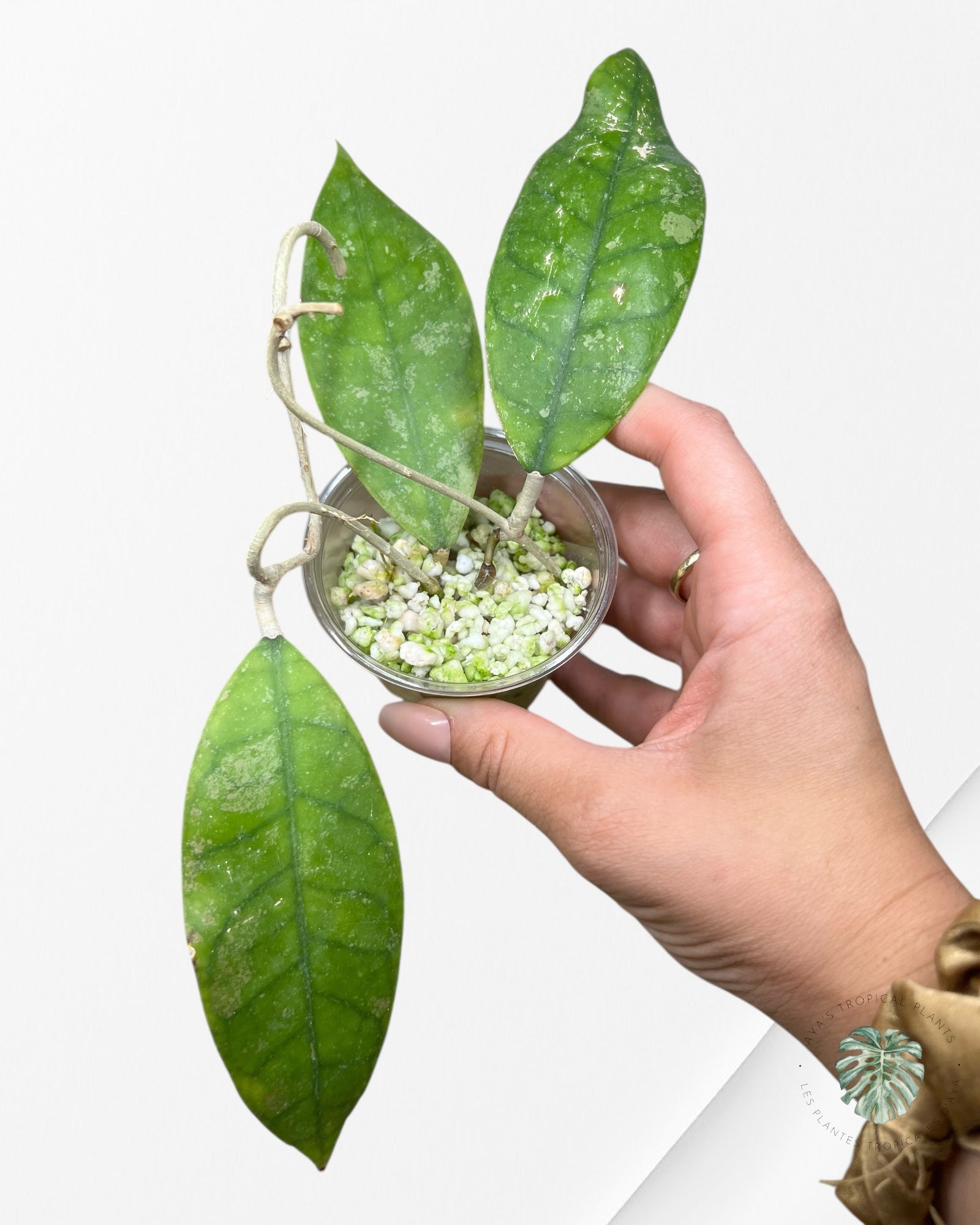 Hoya finlaysonii splash (Big leaves) - F6