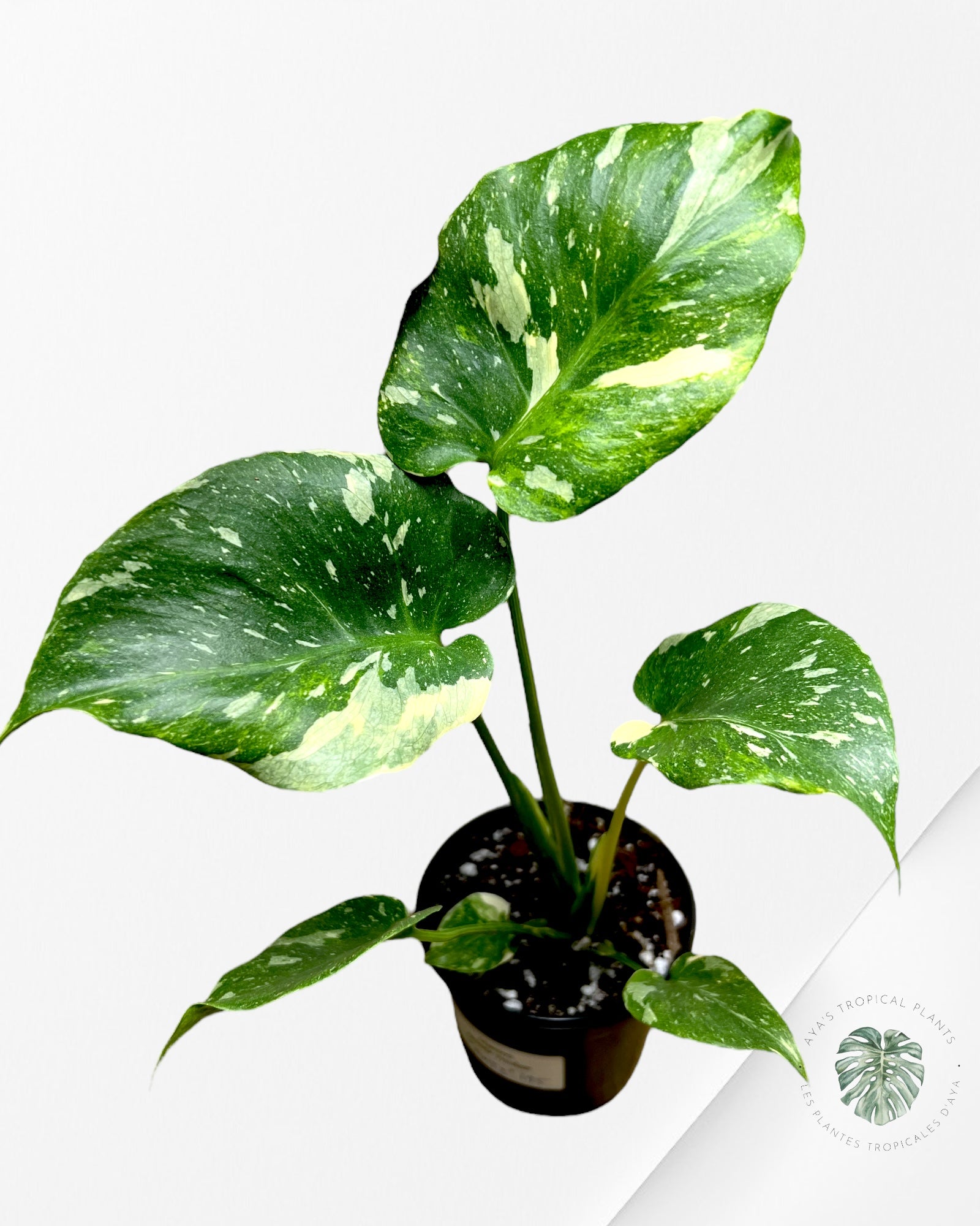 Monstera Miracle Tricolore-MMT3