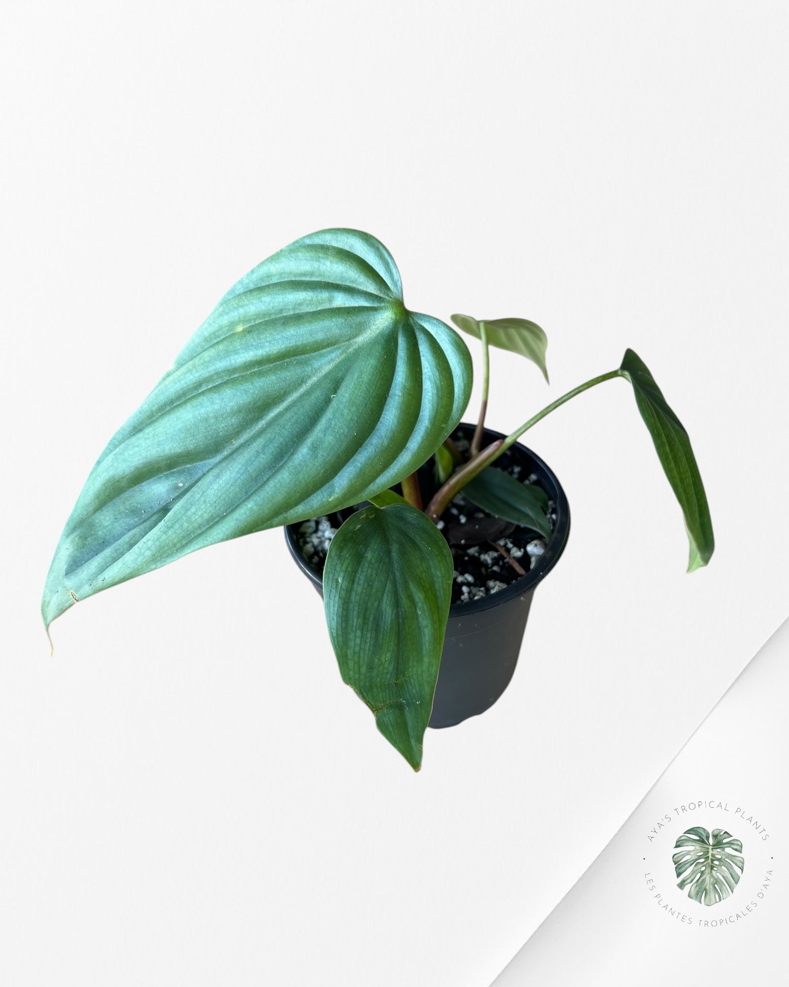 Philodendron Colombia-PC2