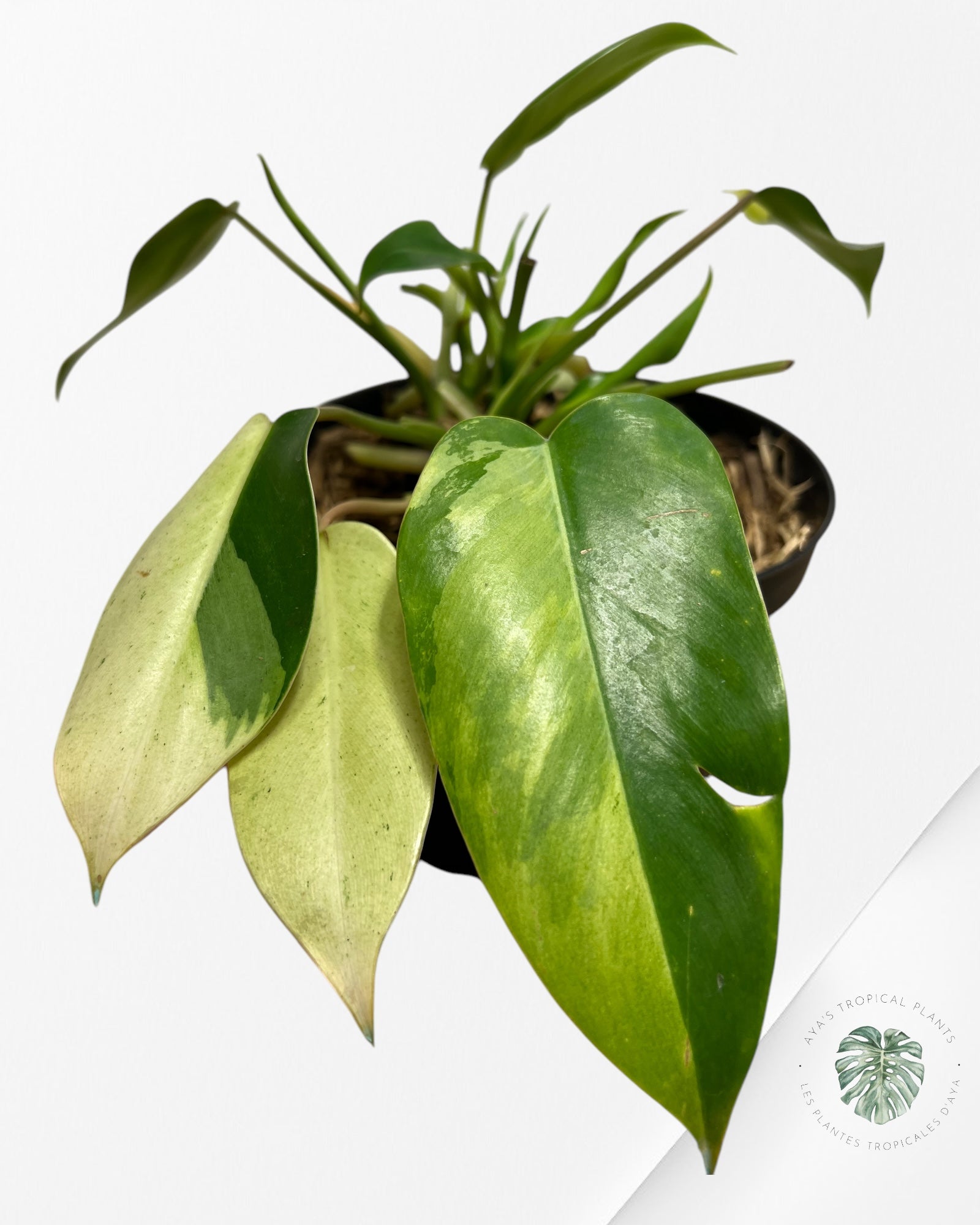 Philodendron Temptation Panaché -08