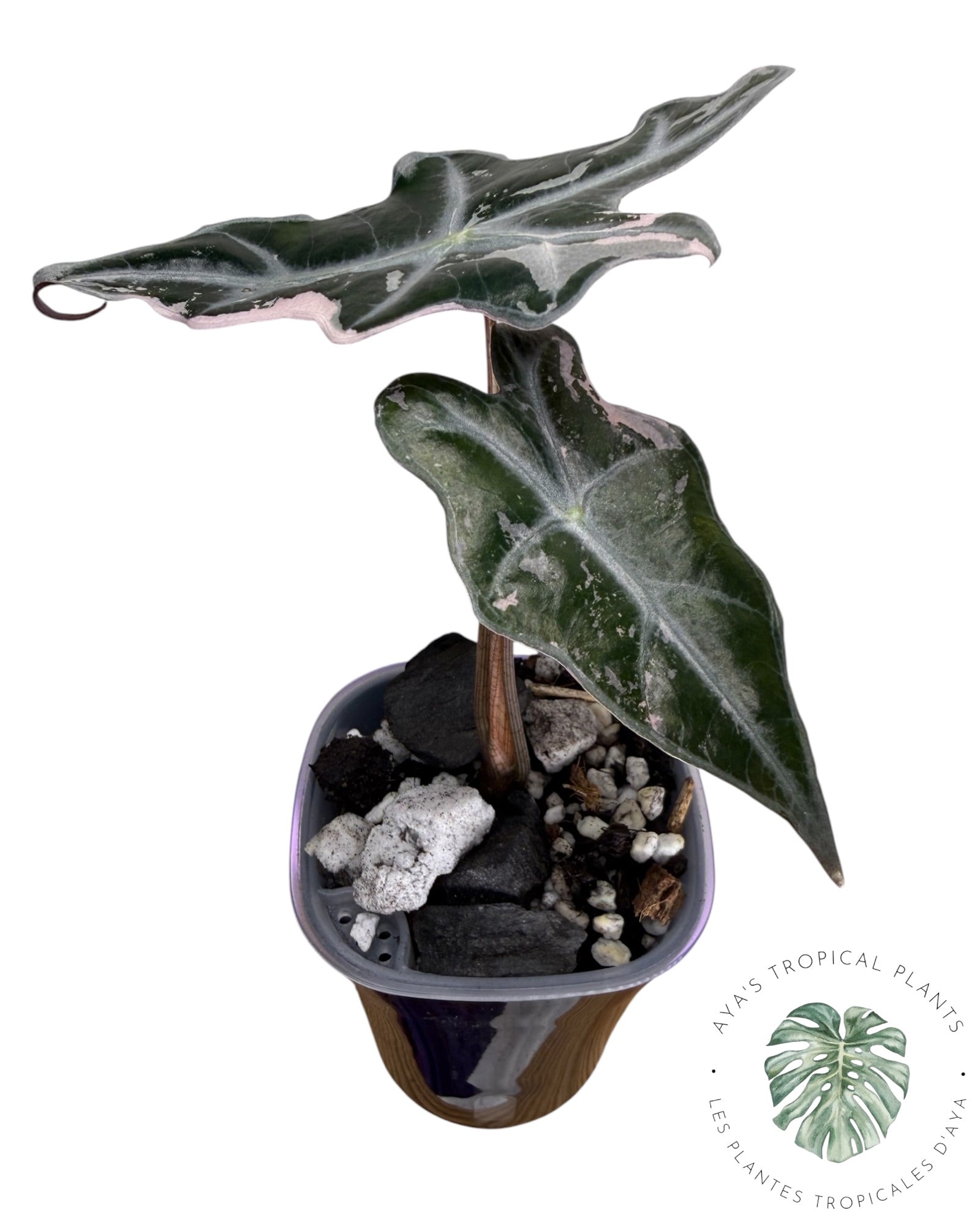 Alocasia Nobilis Pink Variegated
