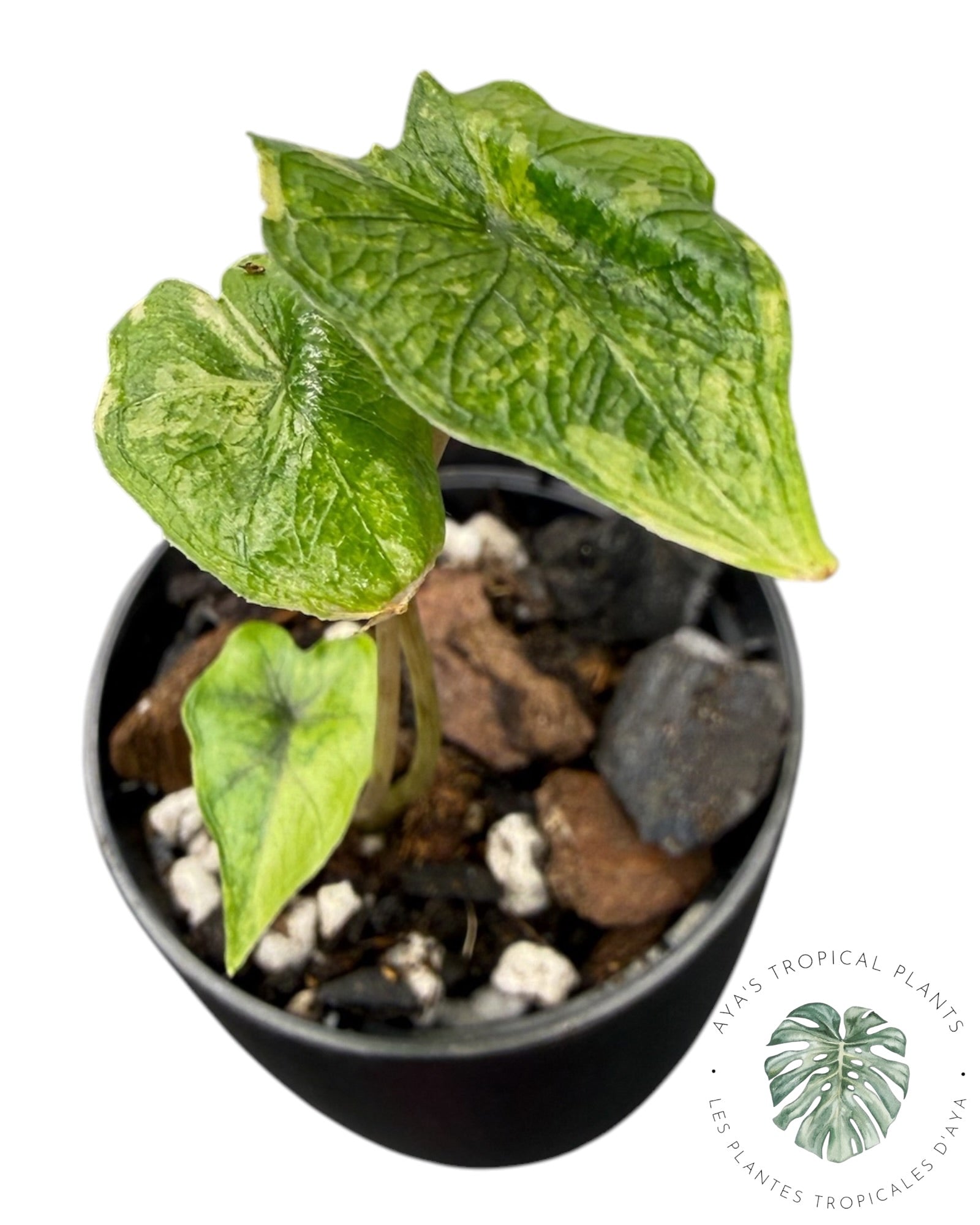 Alocasia Jacklyn Mystic variegated