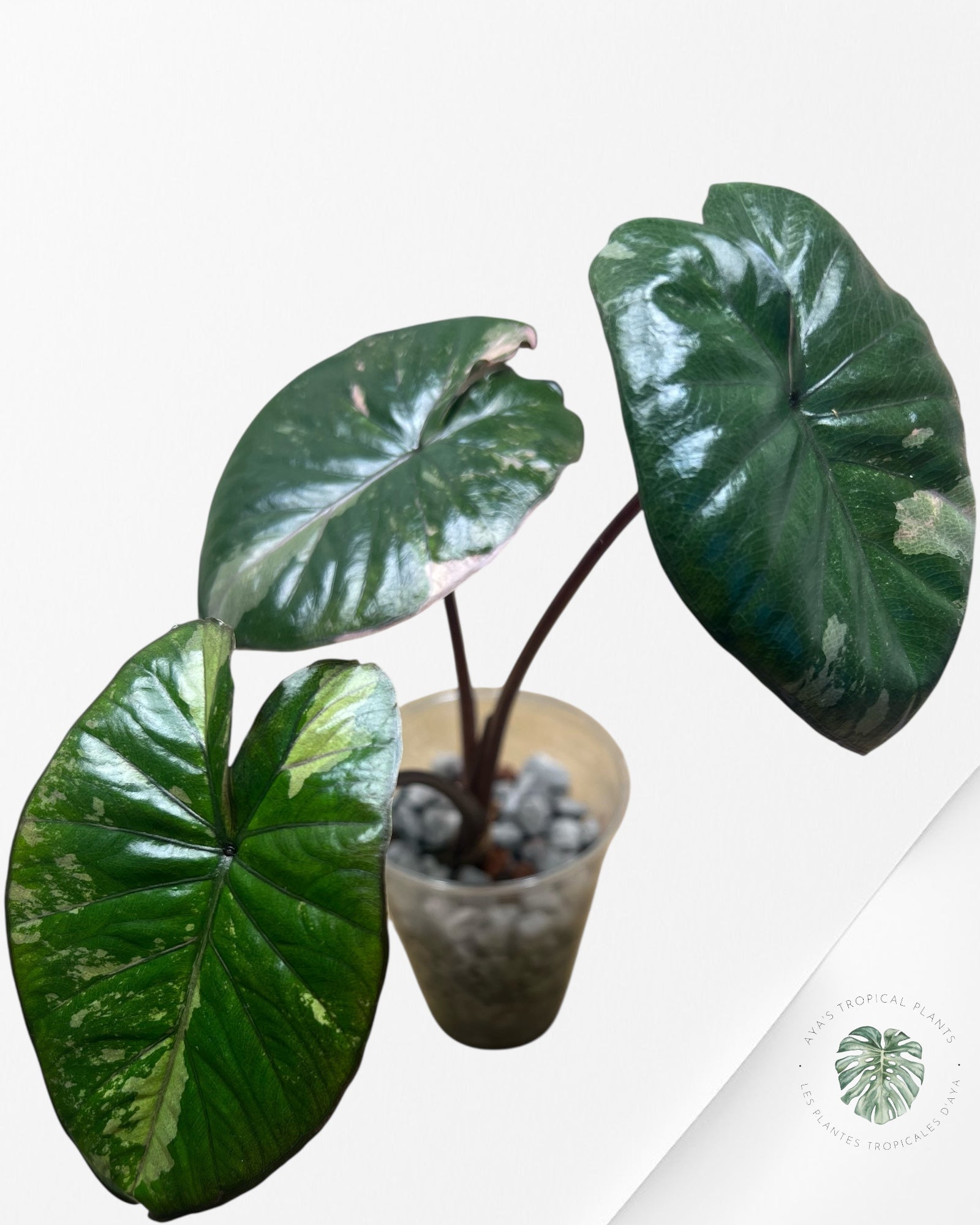 Alocasia Yucatan Princess Variegated