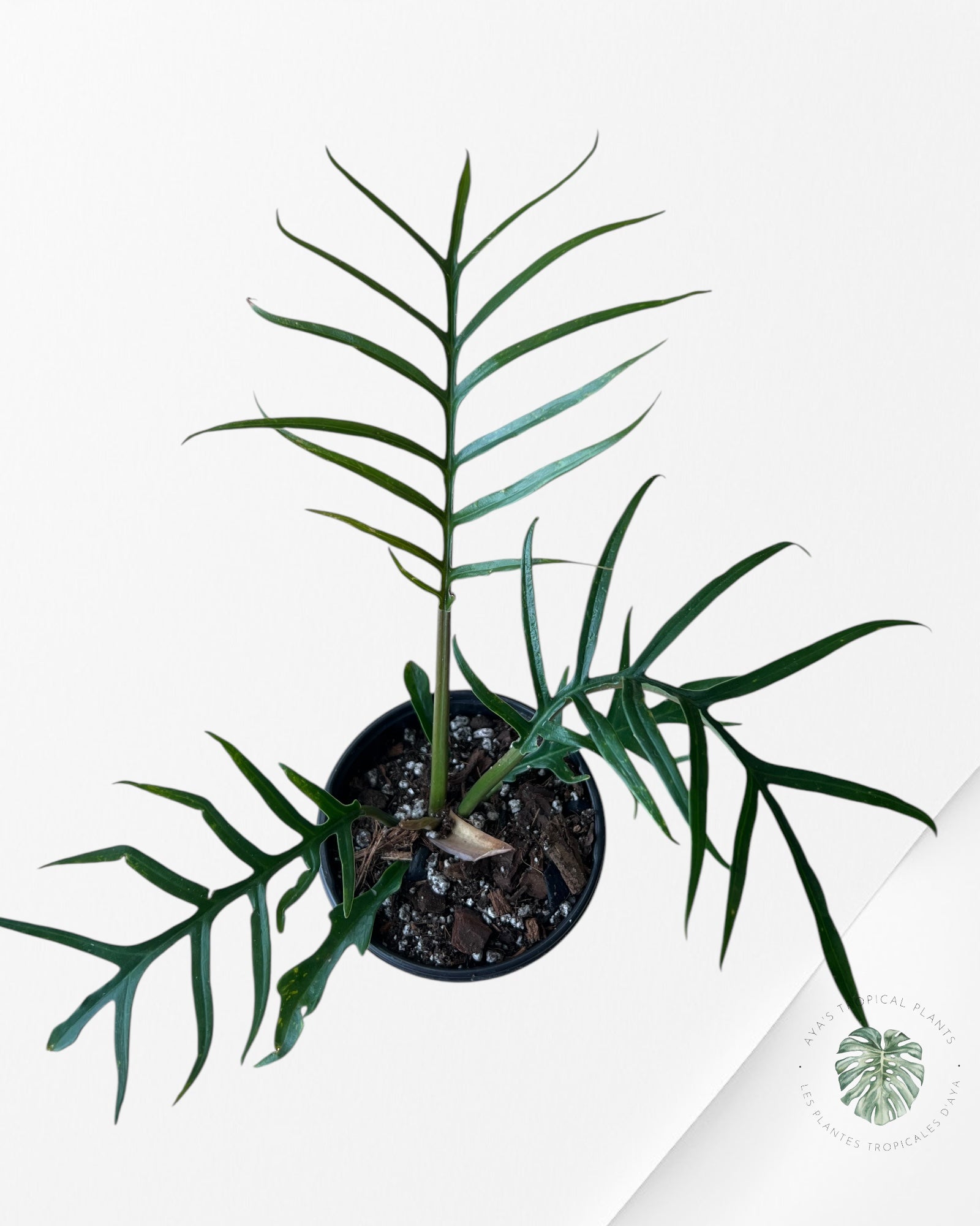 Philodendron 'Tortum' | Philodendron Bipinattifidum-A5