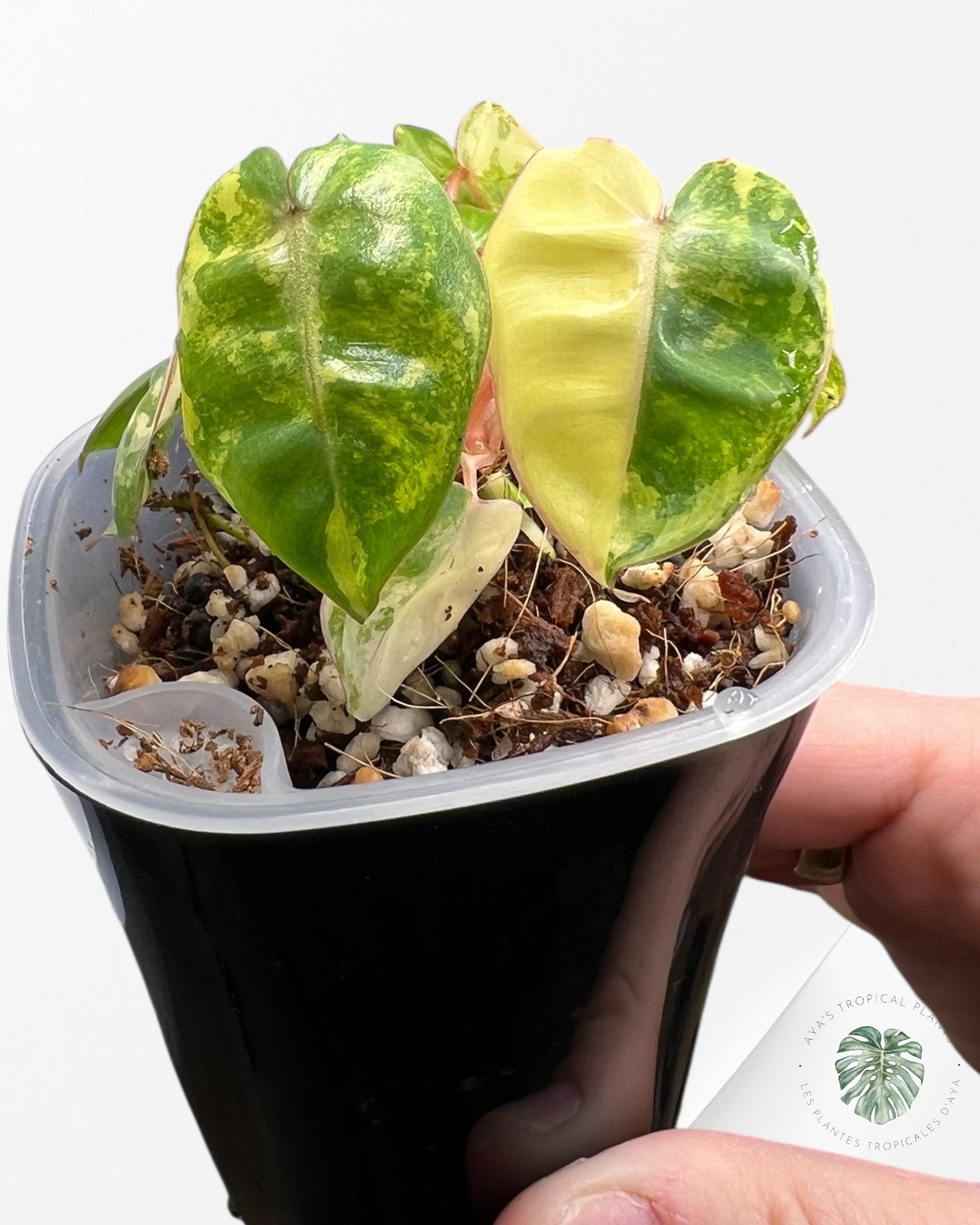 Philodendron Billietiae Variegated