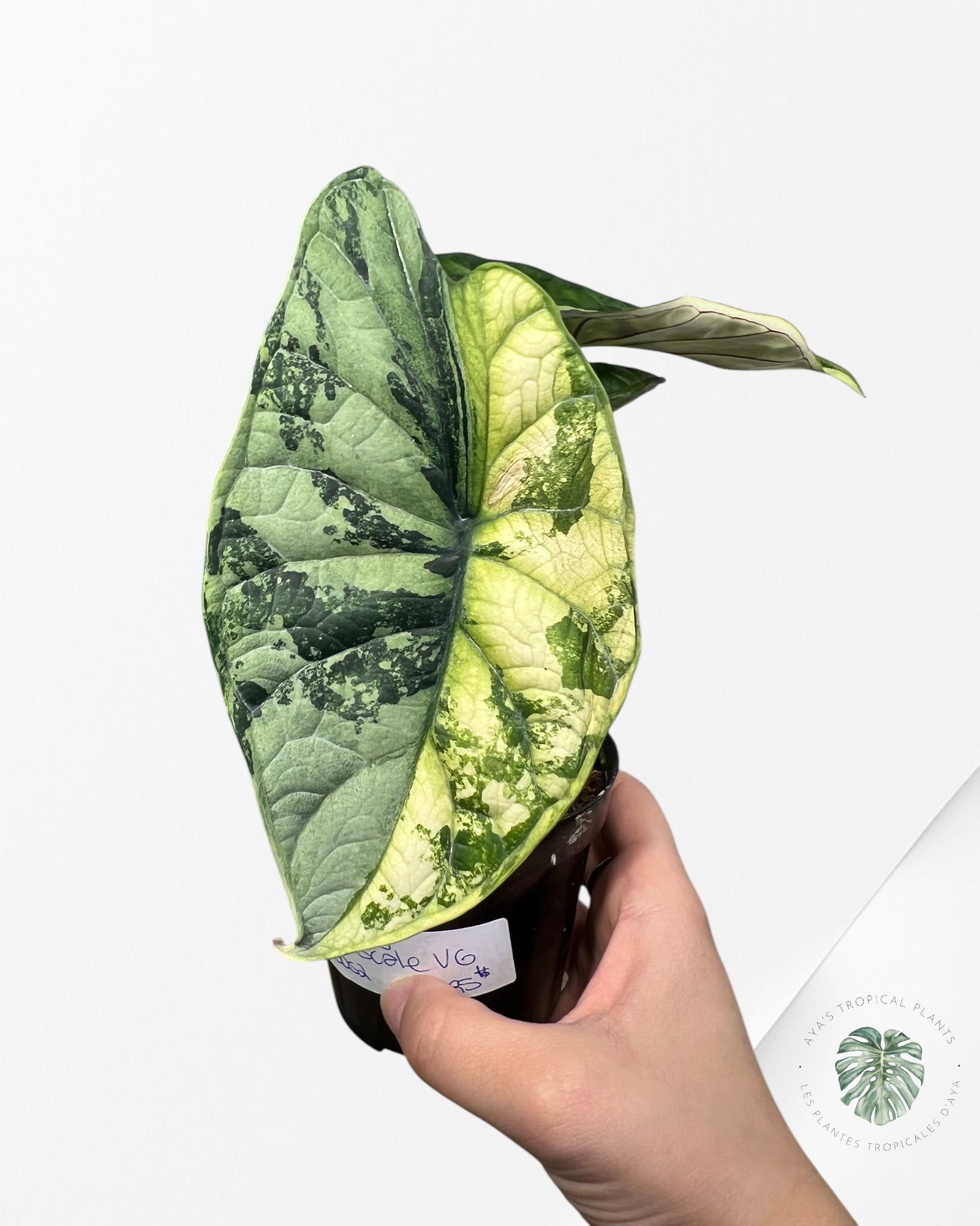 Alocasia baginda 'Dragon Scale' variegated-ABDS2