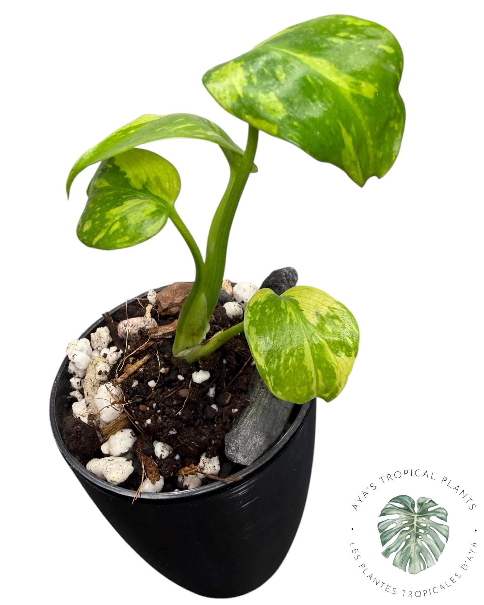 Monstera Deliciosa Electrolyte KING