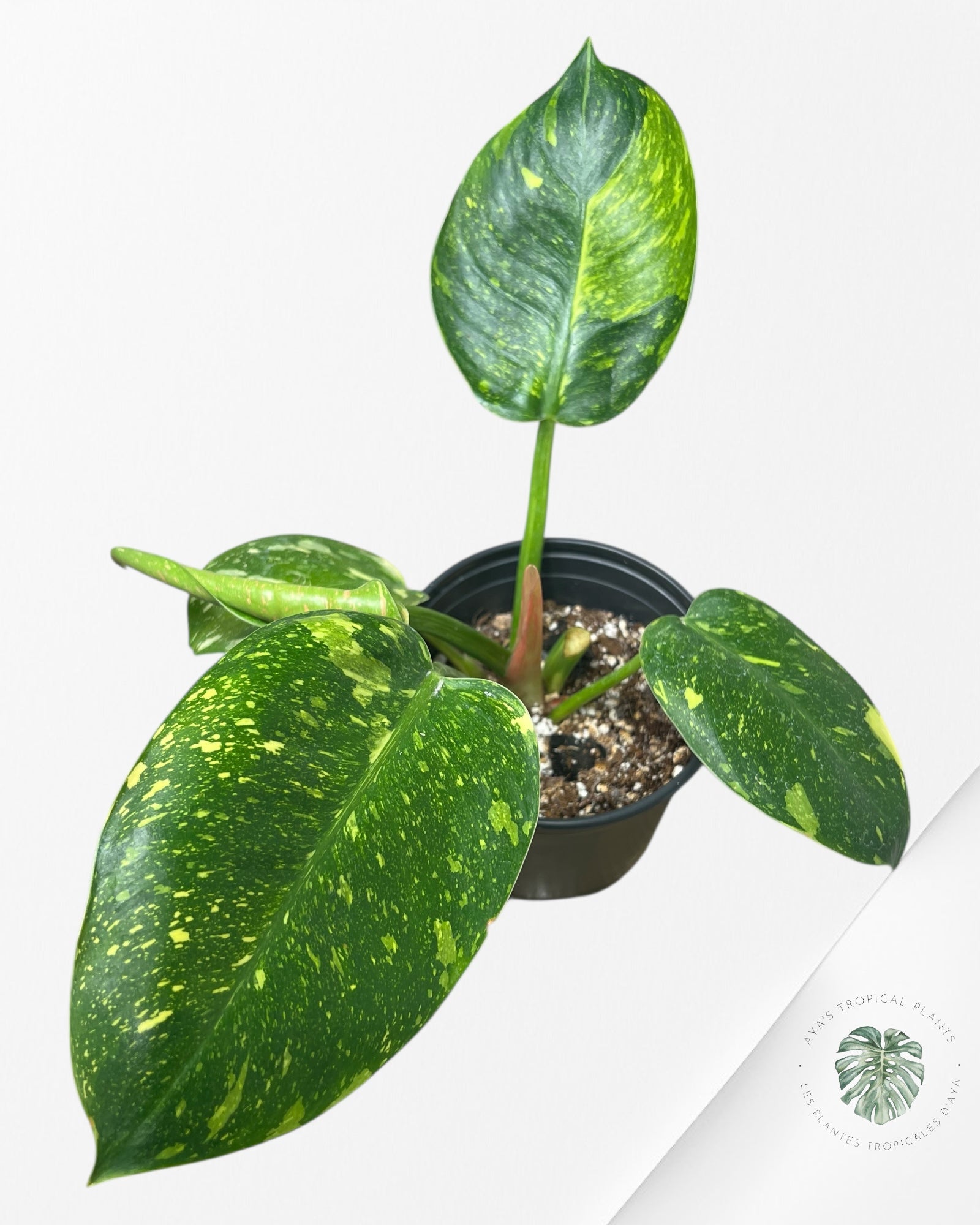 Philodendron Green Congo marble Hybrid - M2