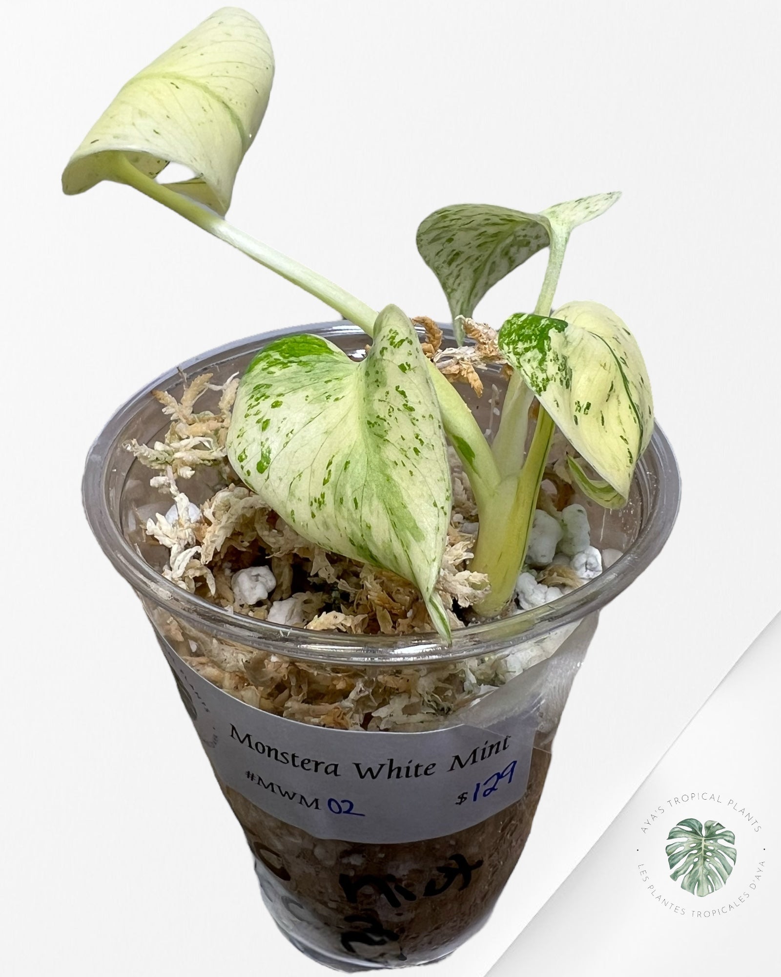 Monstera White Mint - MWM02
