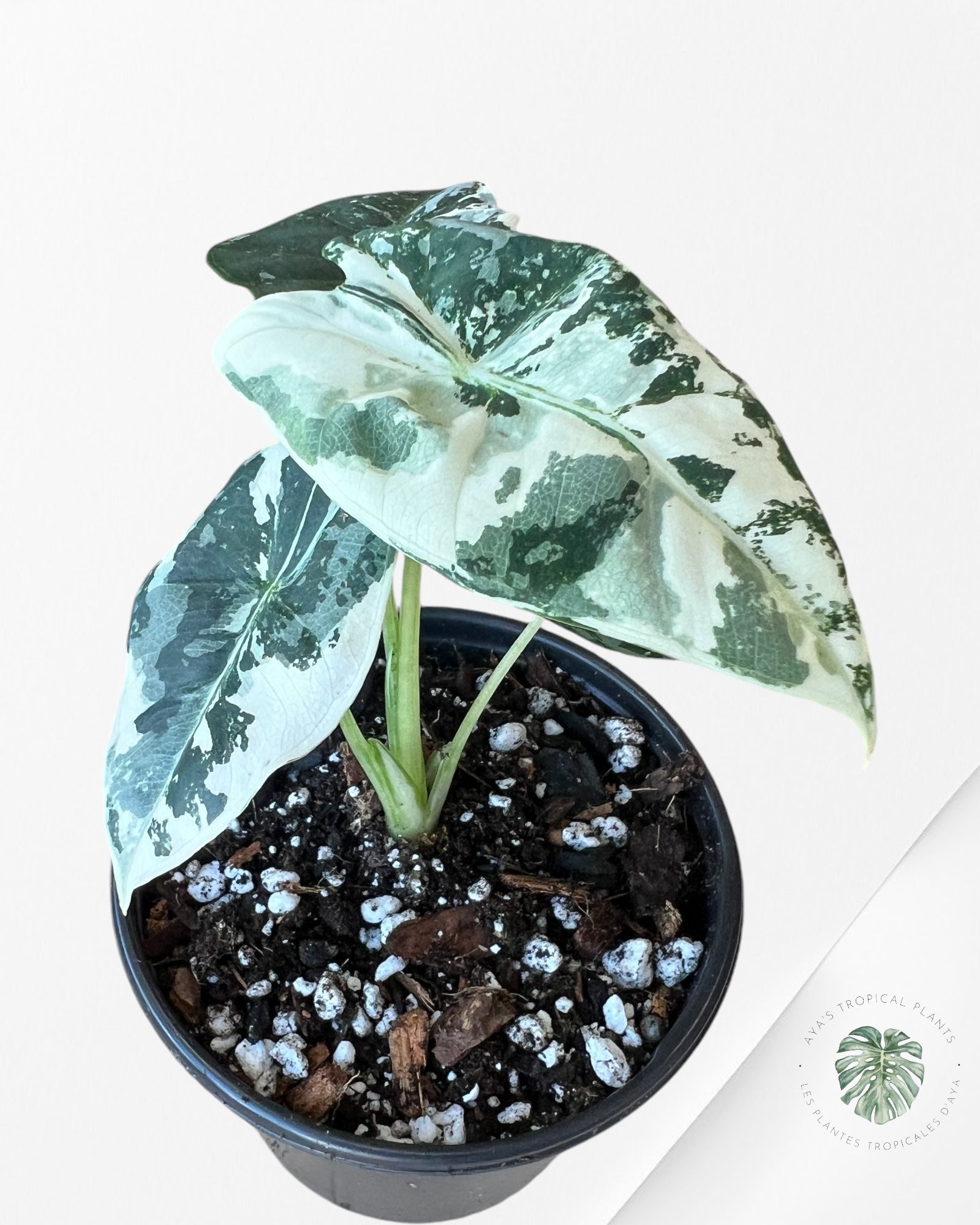 Alocasia Frydek Variegated-1902