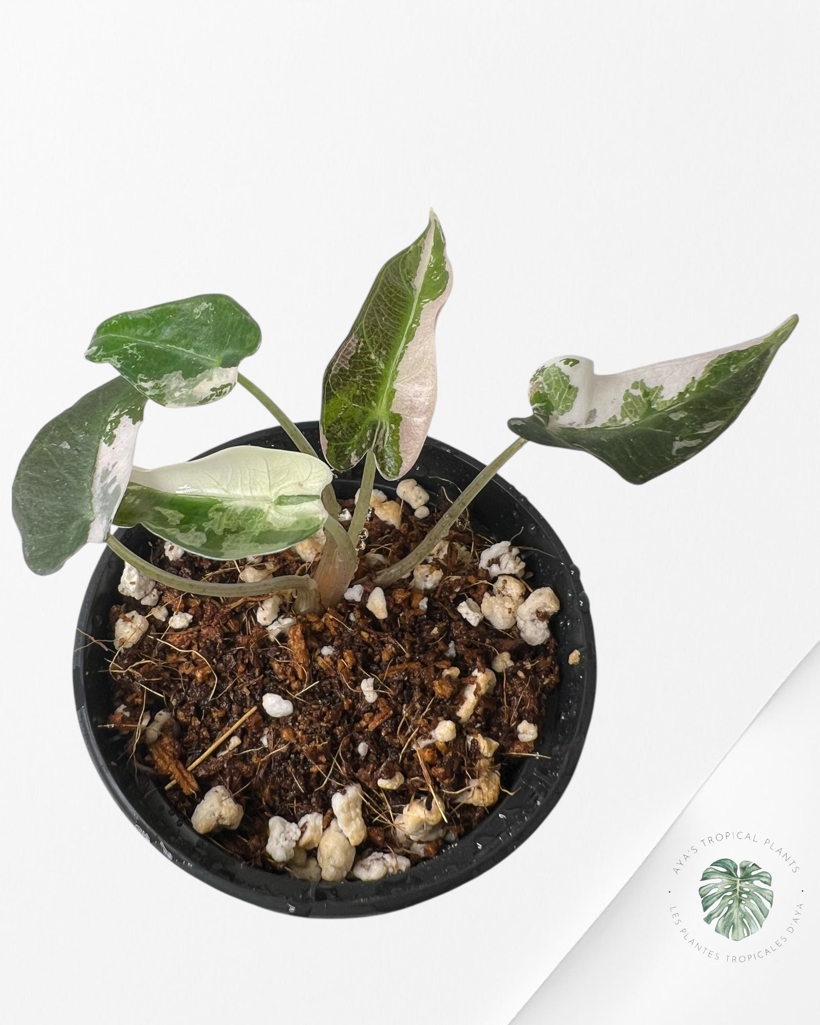 Alocasia Bambino Variegated (pink) - 4
