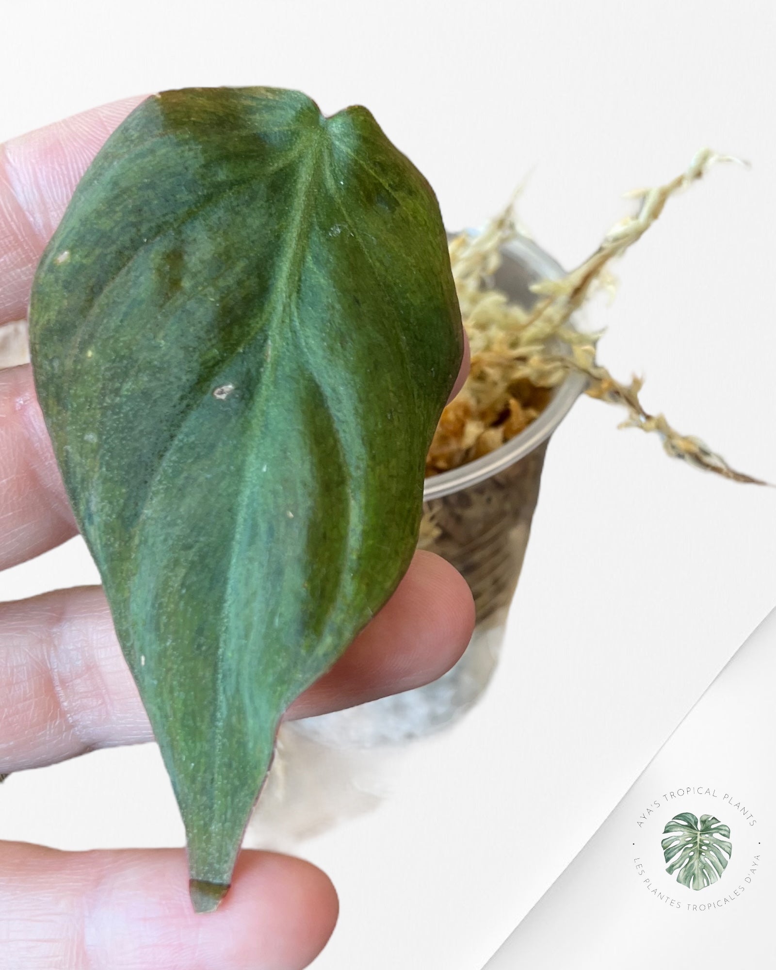 Philodendron Micans Menthe-PMM04