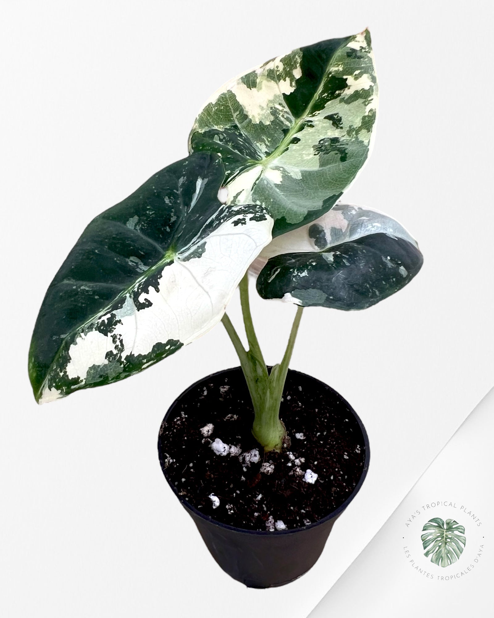 Alocasia Frydek Variagated (bébé) 0329