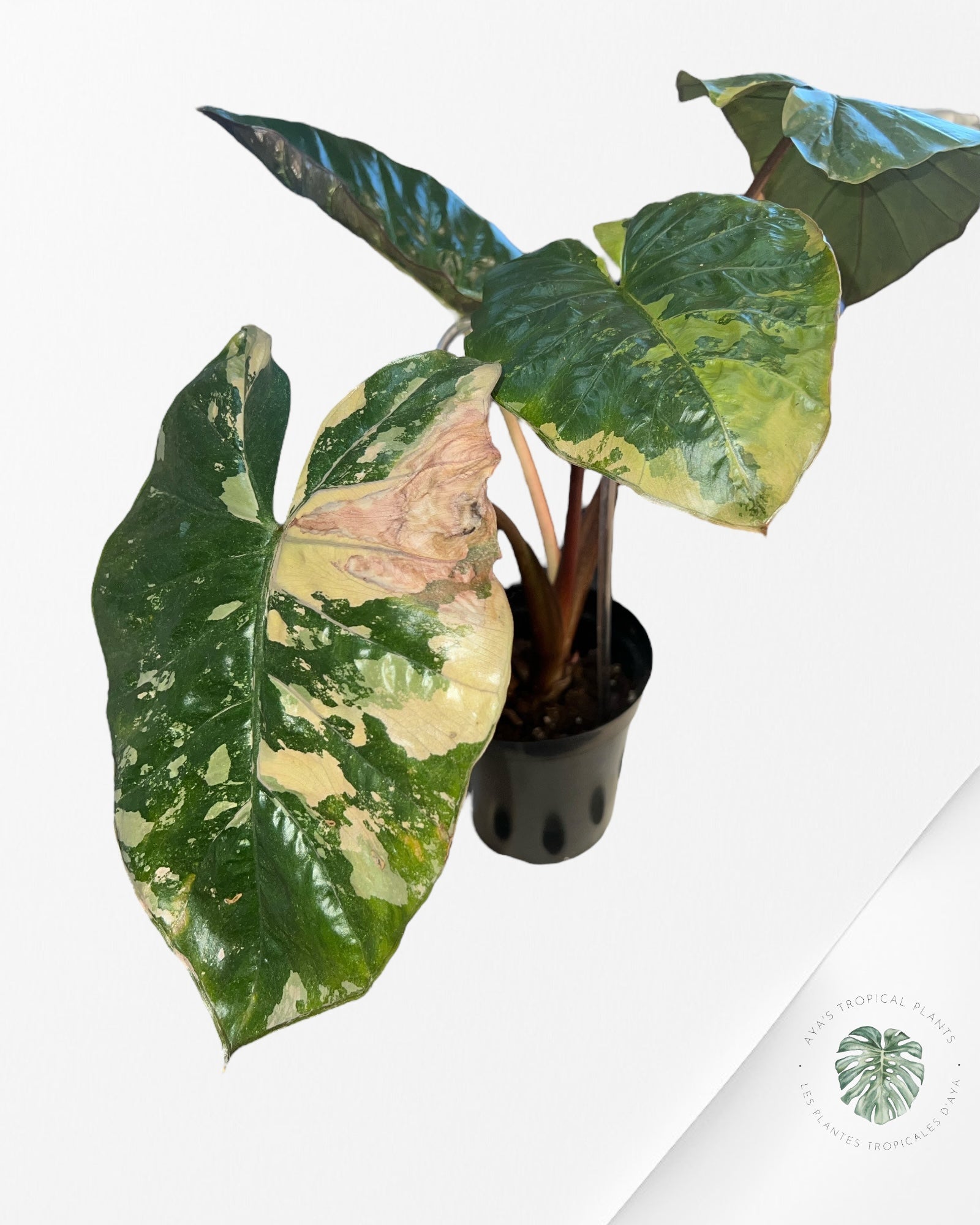 Alocasia 'Yucatan Princess' variegated - F1
