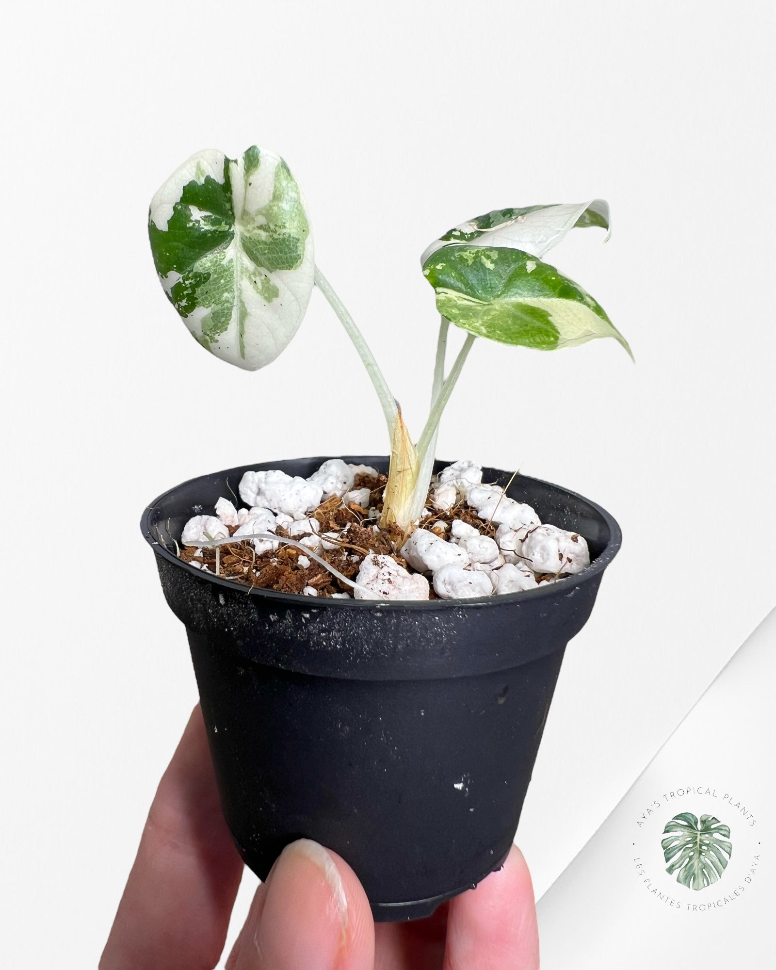 Alocasia Maharani Variegated - 200