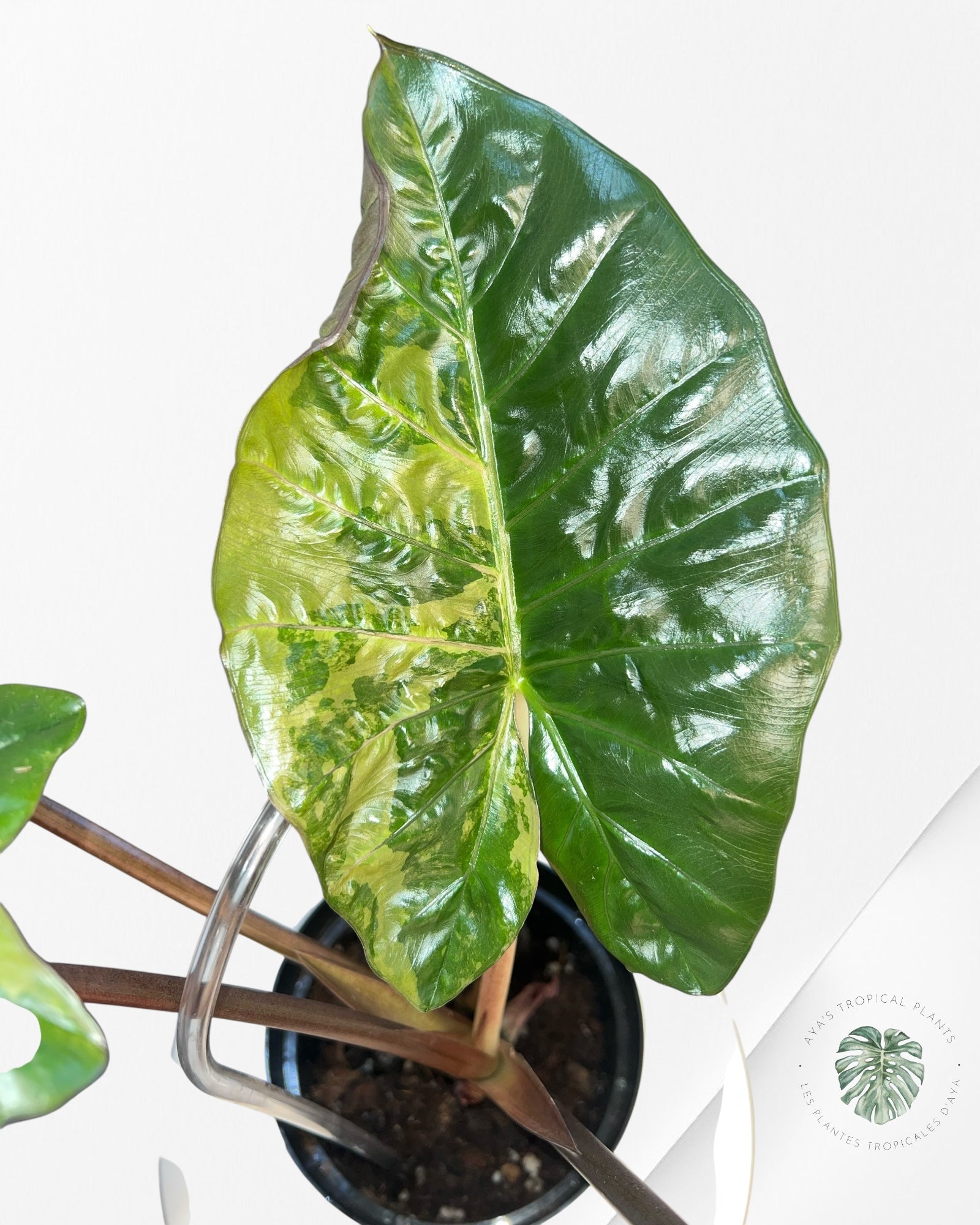 Alocasia 'Yucatan Princess' variegated - F1