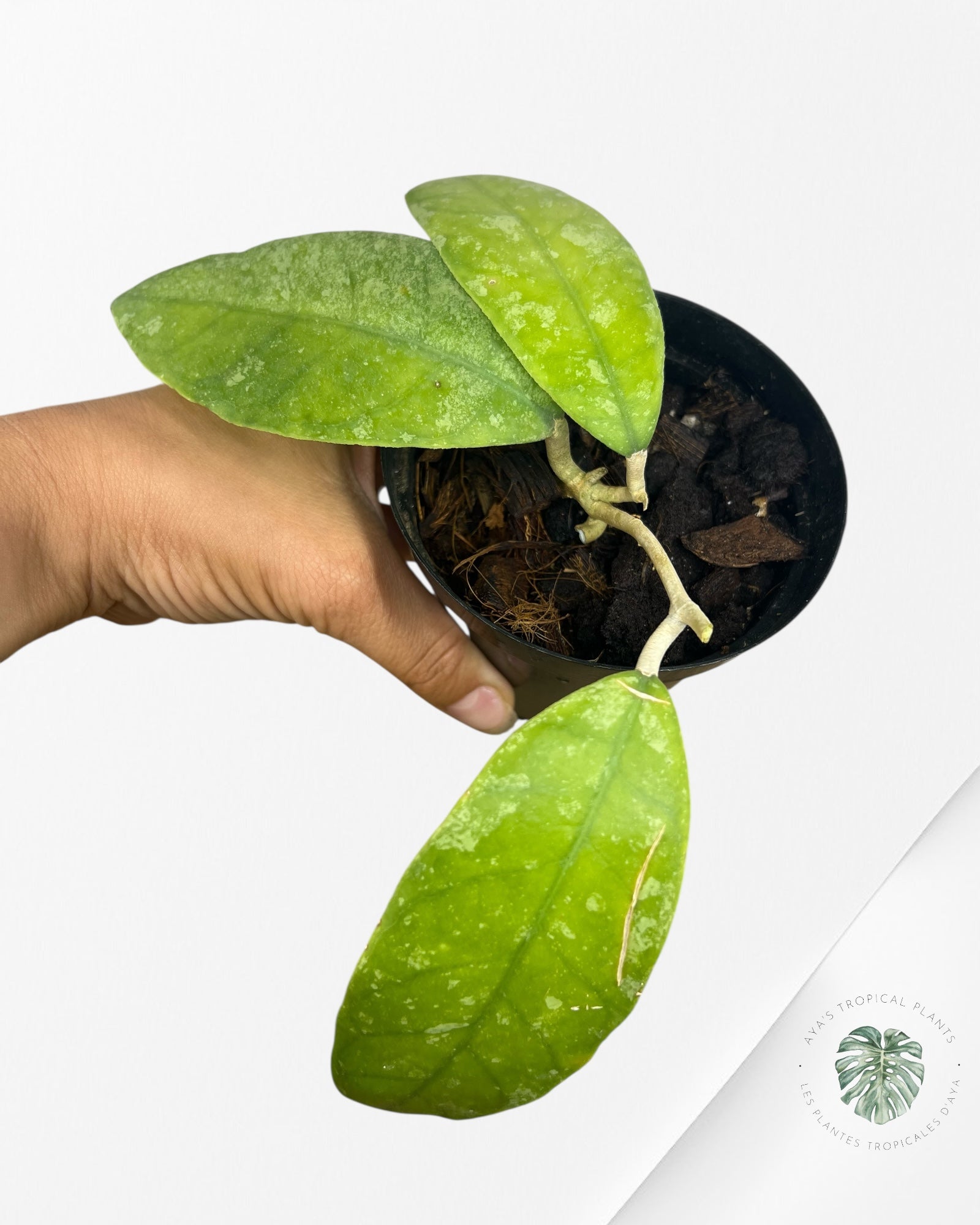 Hoya finlaysonii splash (Big leaves) - F1