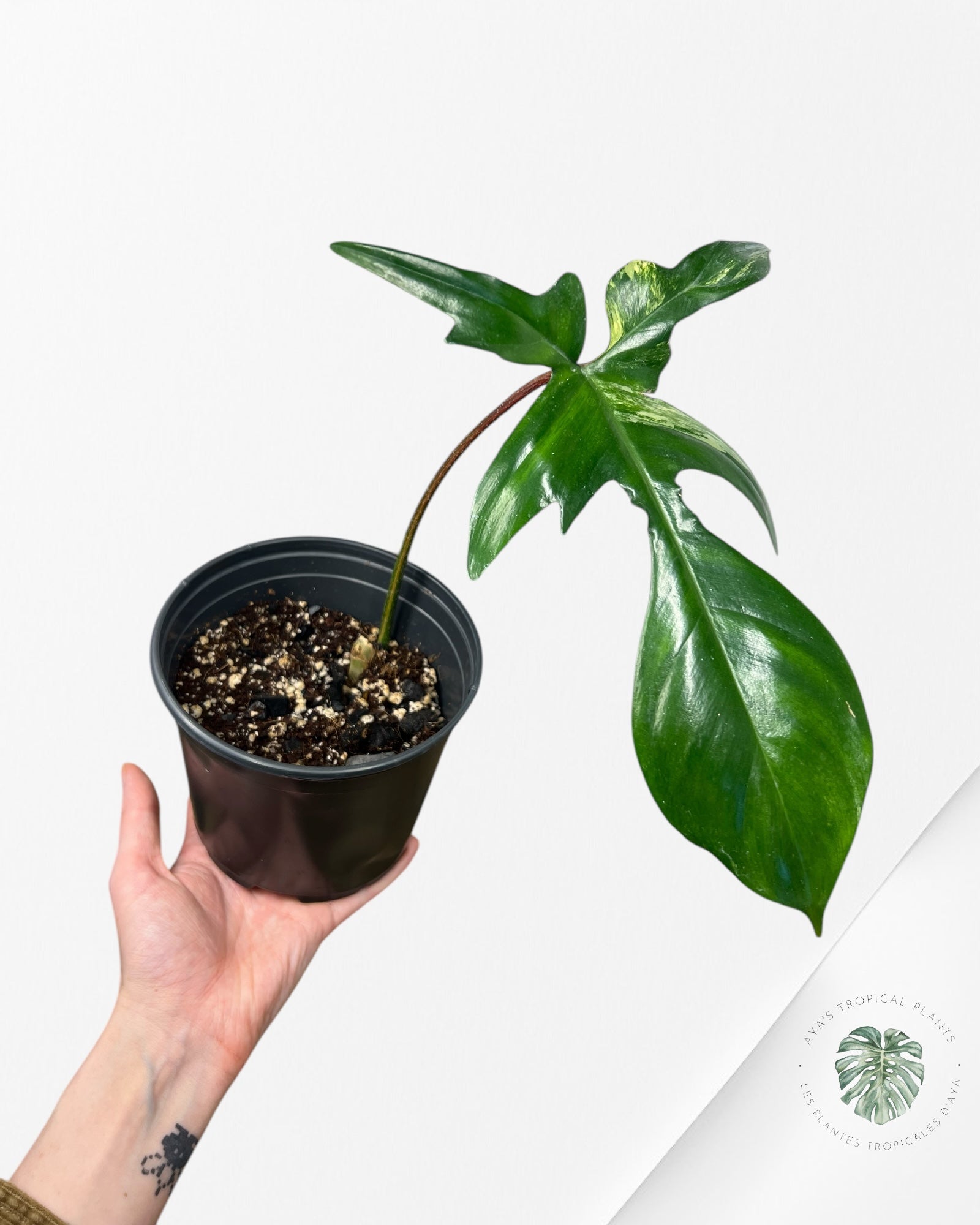 Philodendron Florida Beauty - ME6