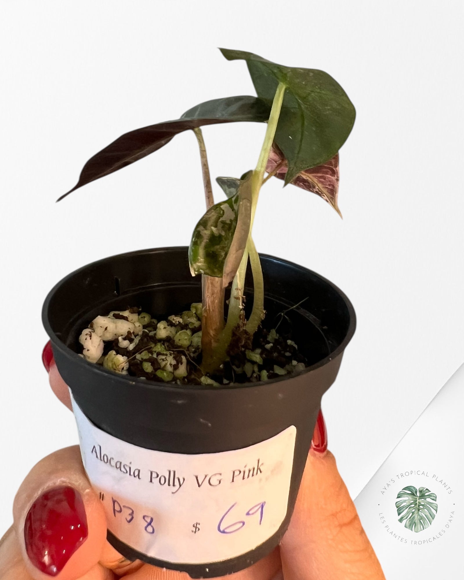 Alocasia Polly Variegata (pink A Grade) - P38