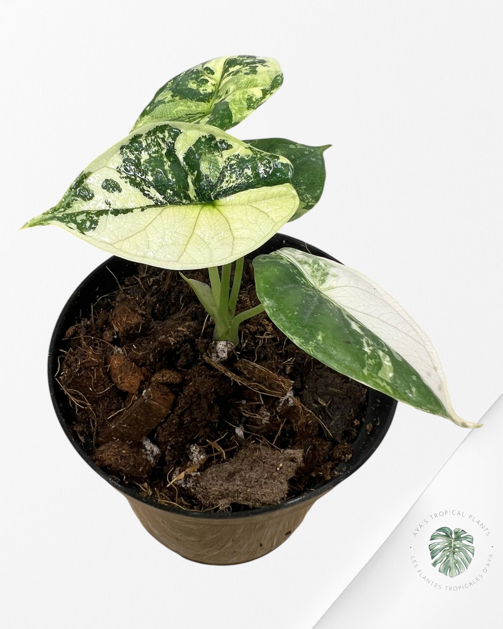 Alocasia baginda ' Dragon Scale’ variegated - F3
