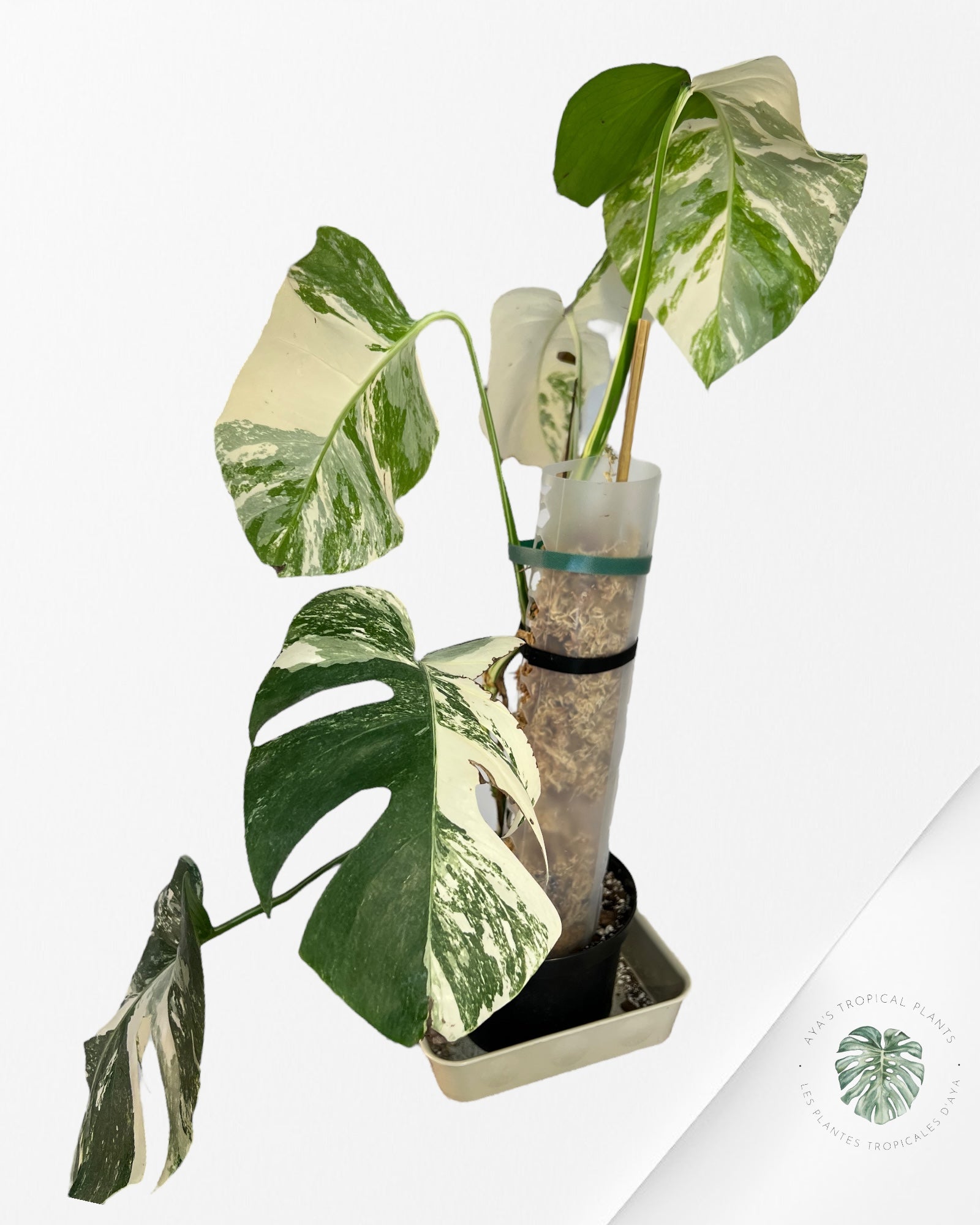 Monstera Borsigiana Albo-JAM4