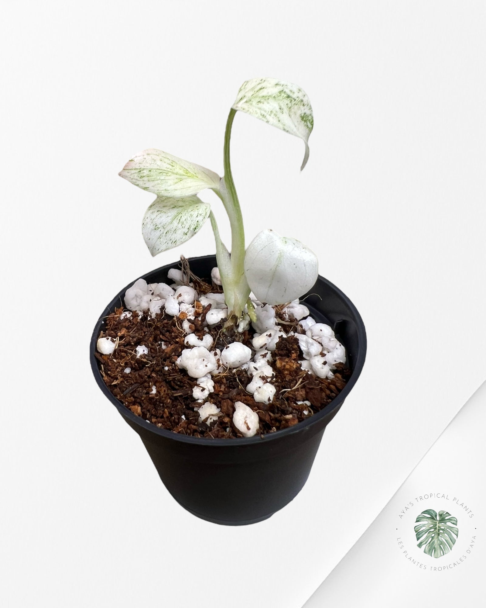 Monstera Full Mint - MFM1