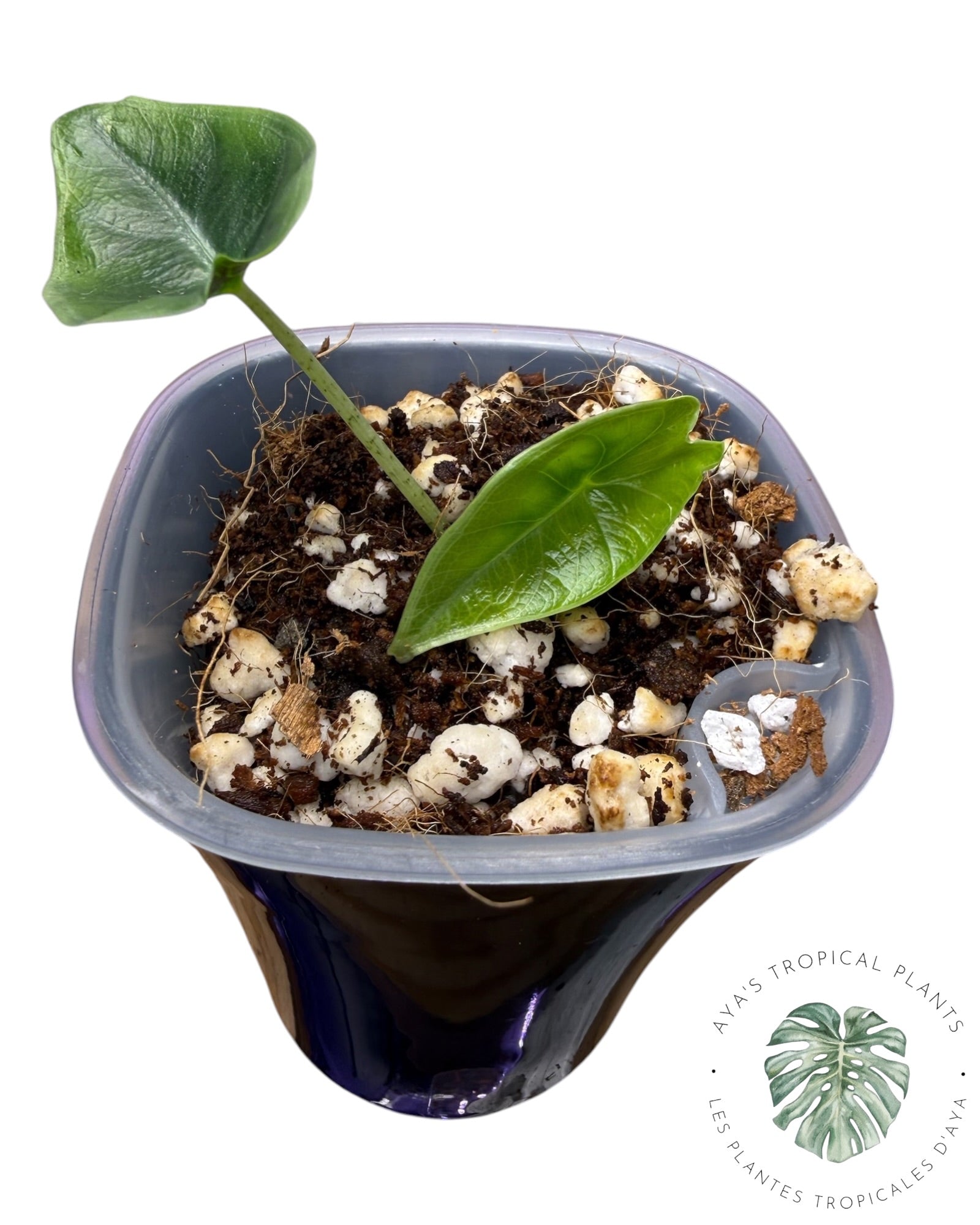 Alocasia Longiloba Pourpre