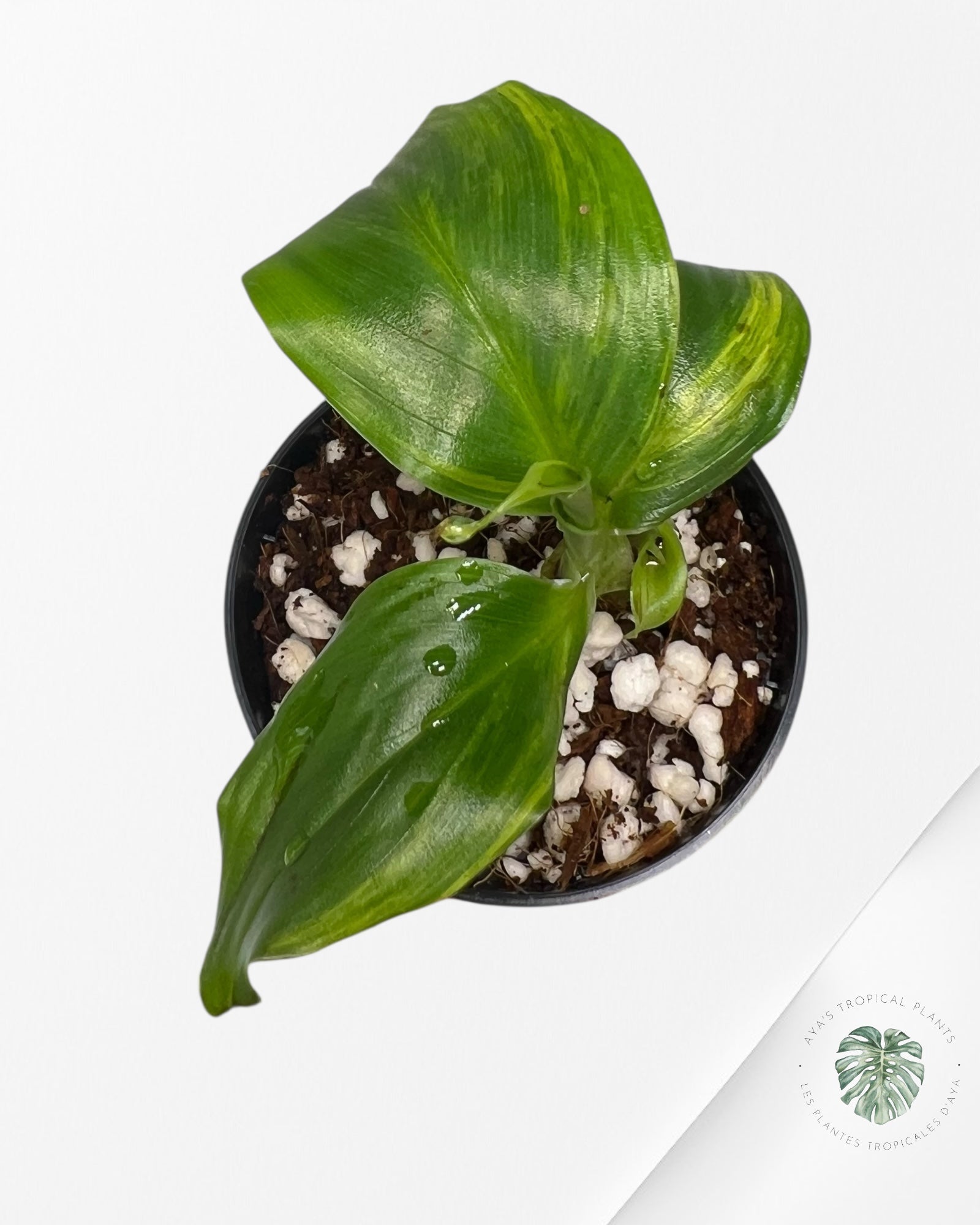 Banana Tree (Aurea) Variegated - TC1
