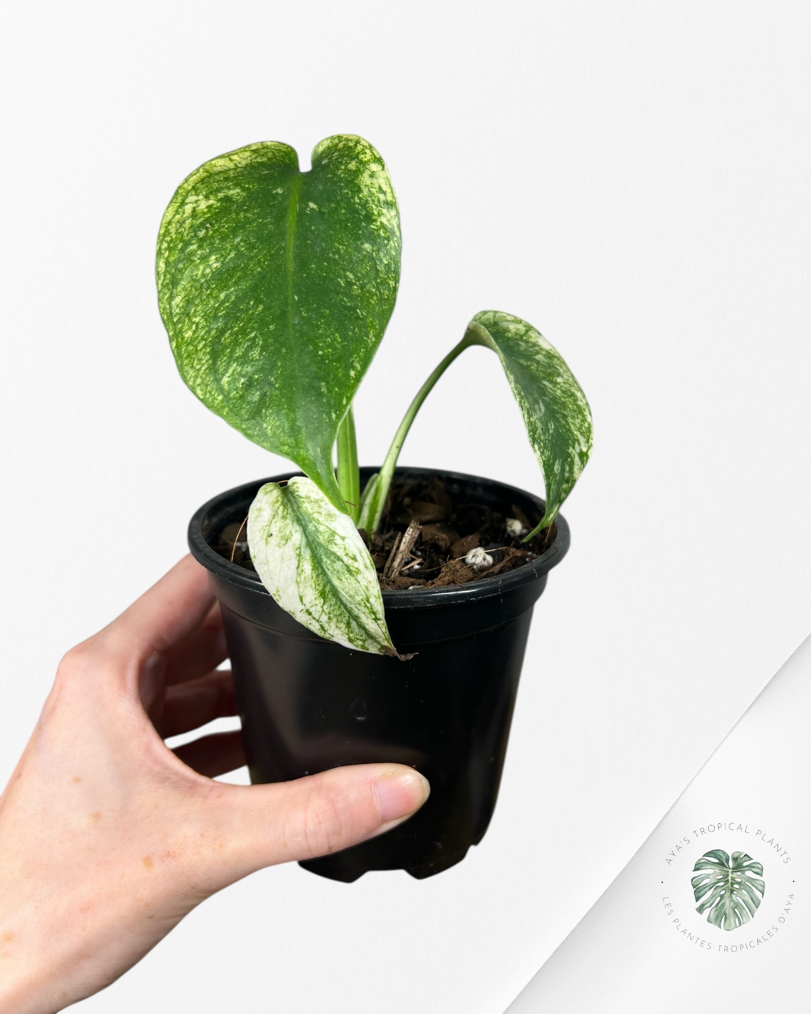 Monstera Deliciosa Mint - MA6