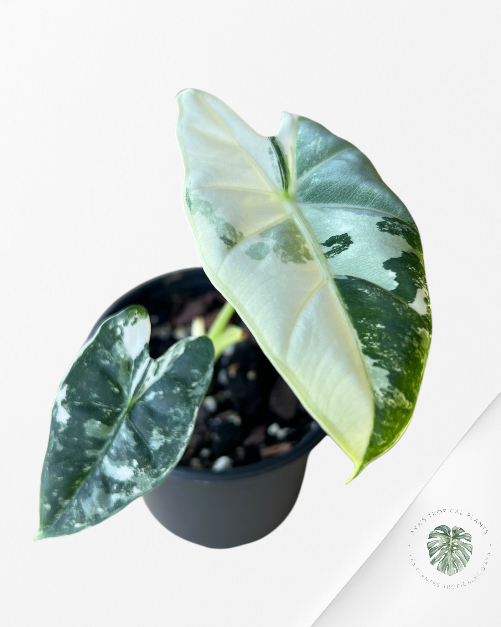 Alocasia Frydek Variagated -A