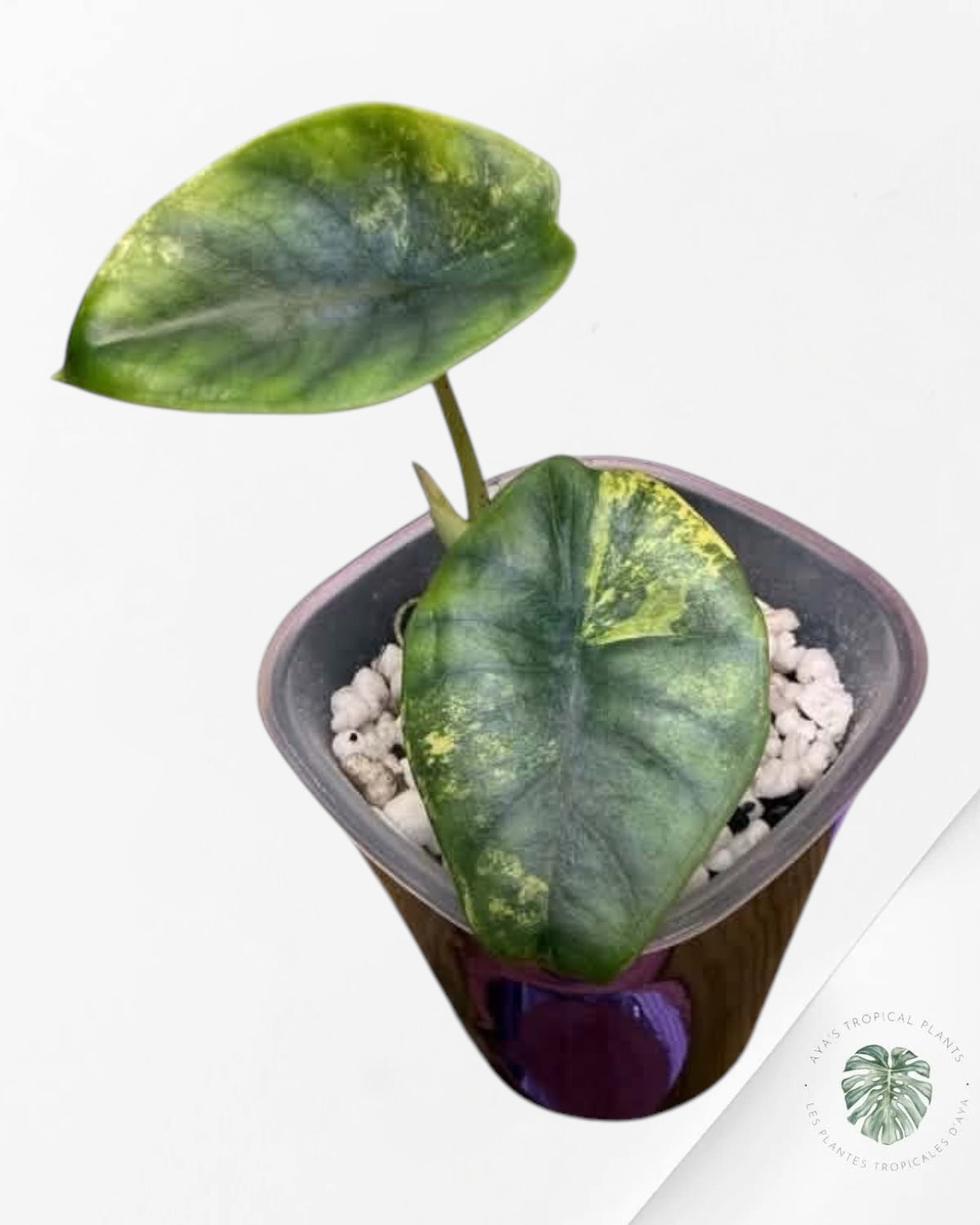 Alocasia Nebula Aurea Variegated