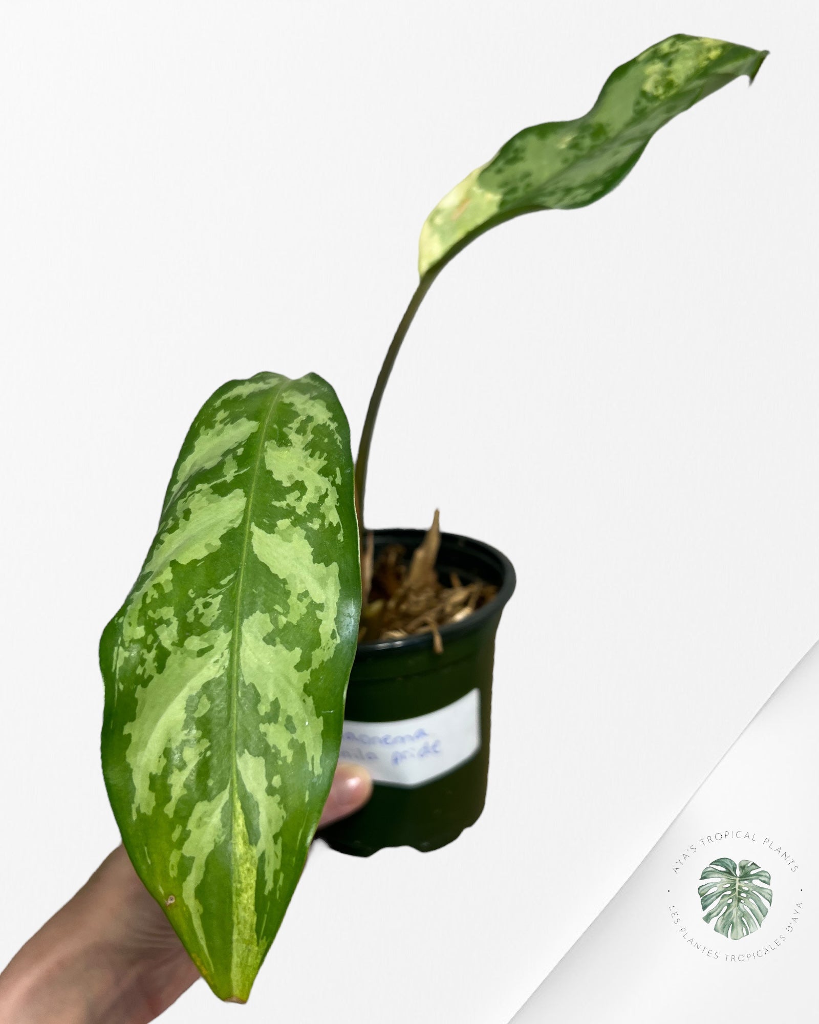 Fierté d'Aglaonema Manille - AMP50