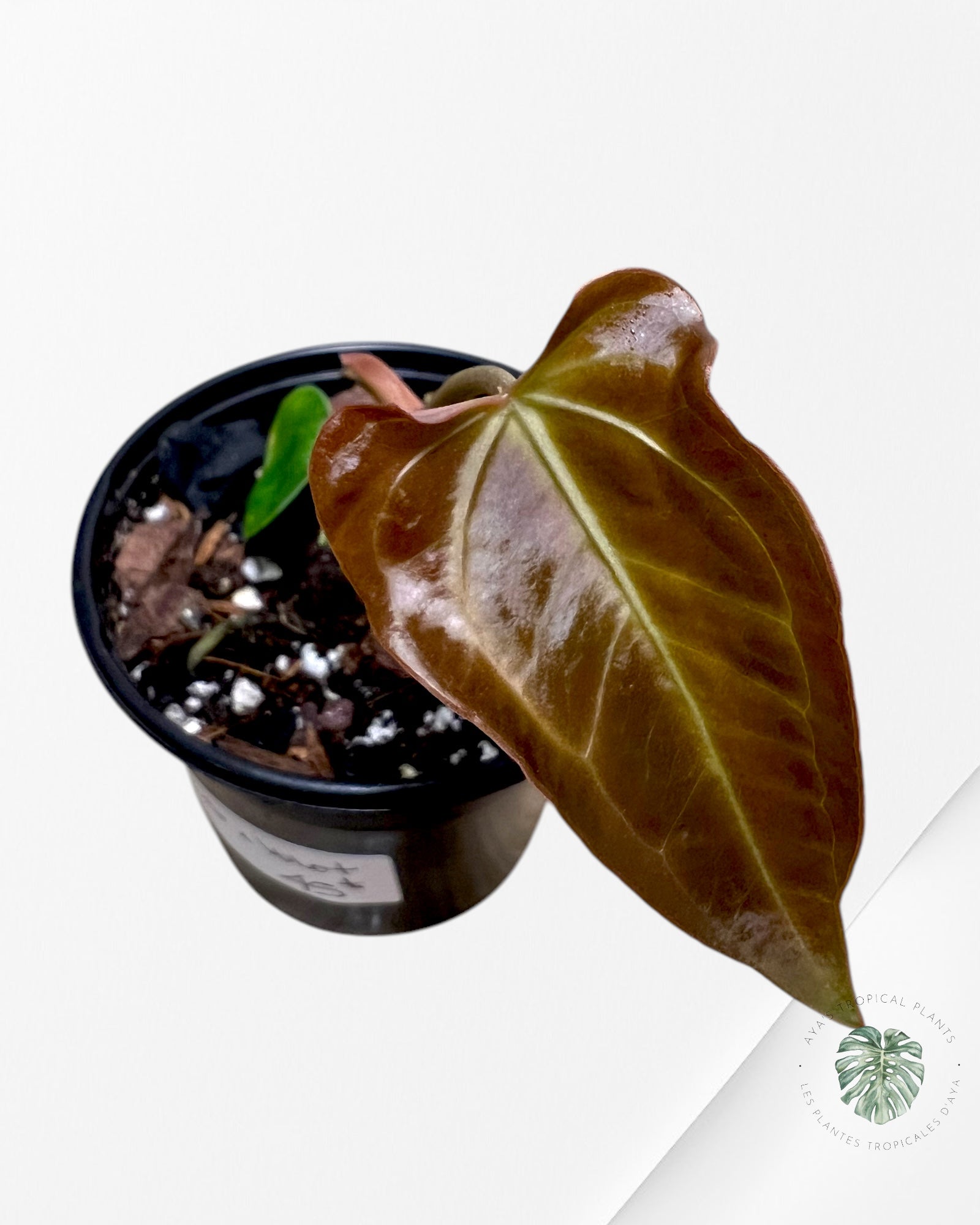 Anthurium Papi *Moira x Velvet* - 1903